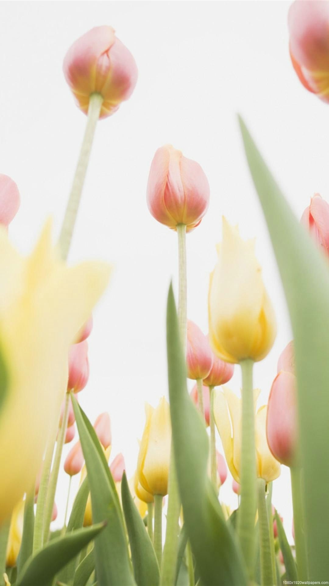 Tulip Phone Wallpapers