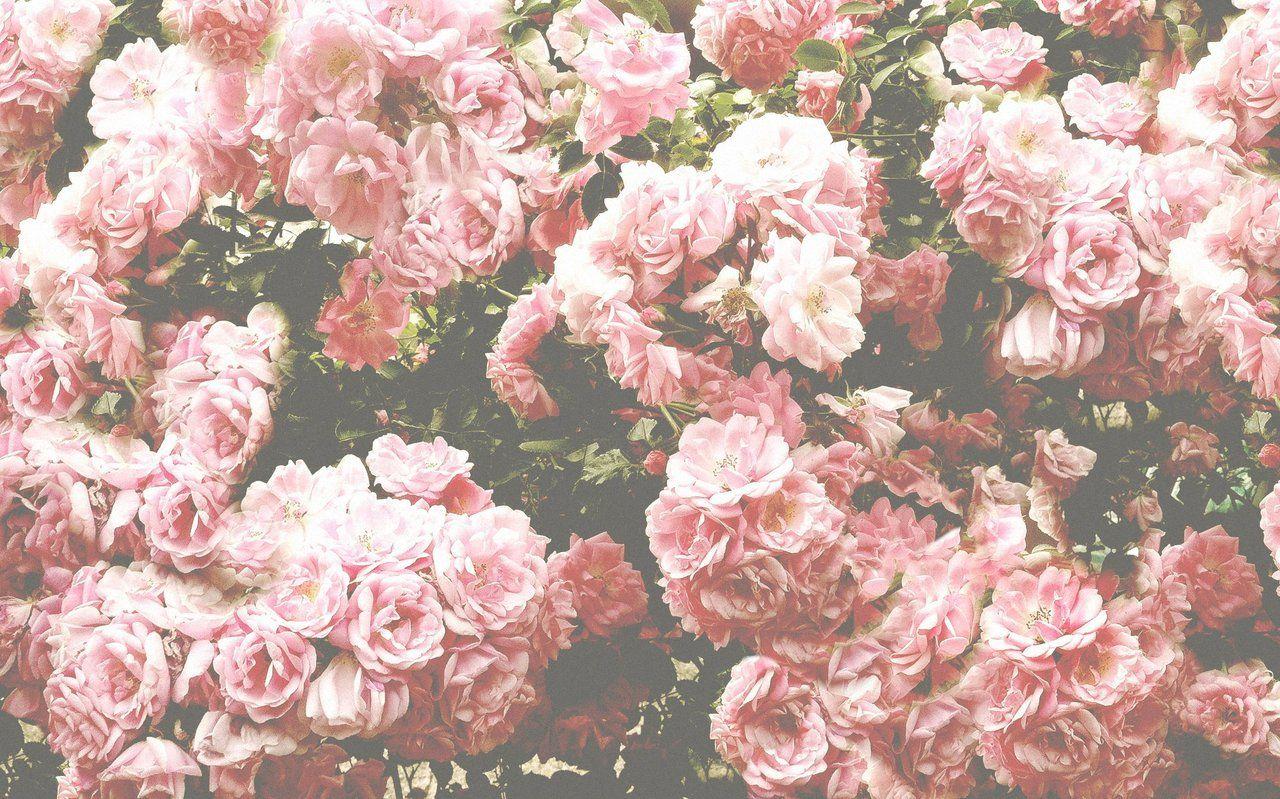 Tumblr Flower Wallpapers