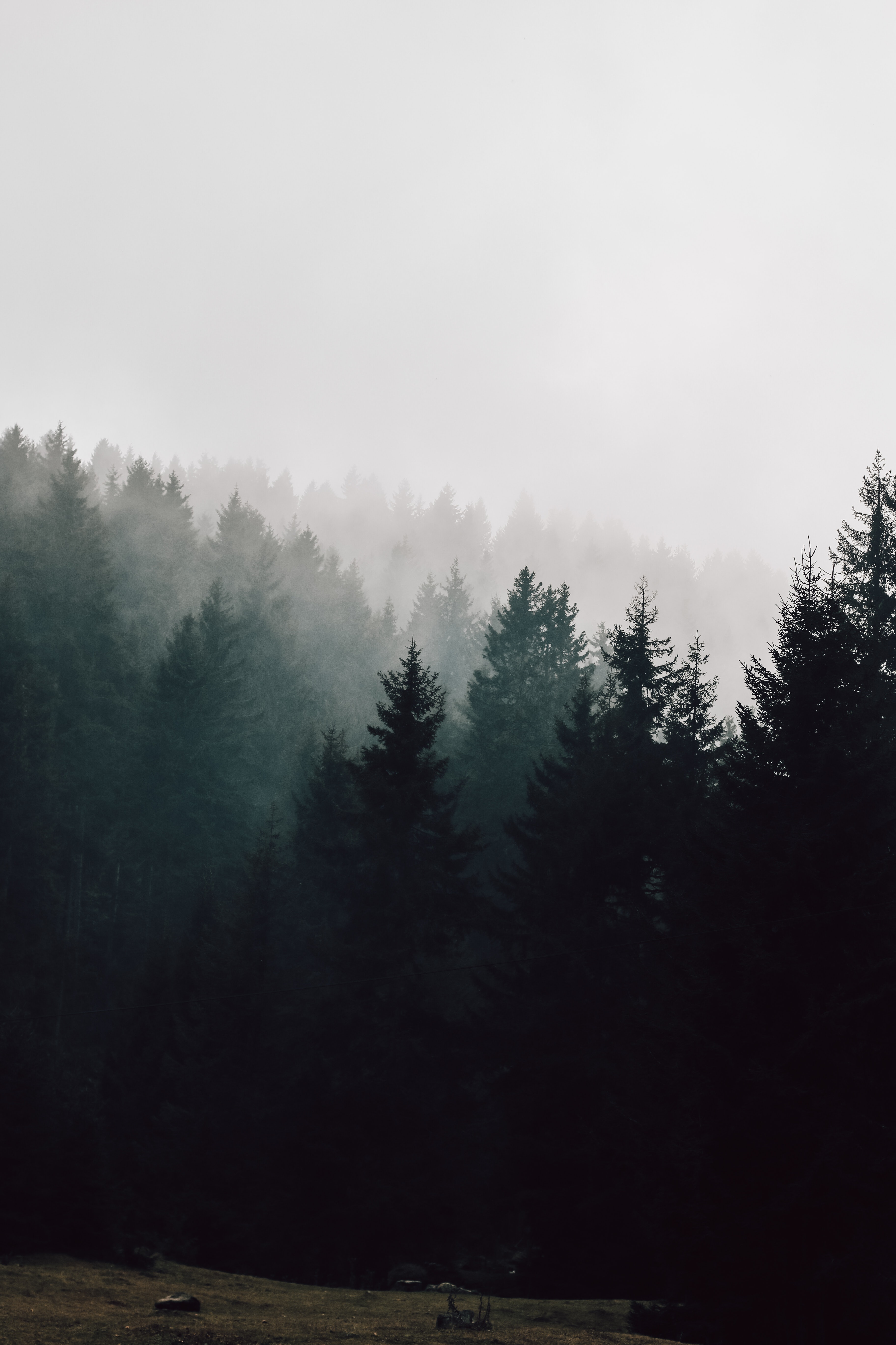 Tumblr Forest Aesthetic Wallpapers