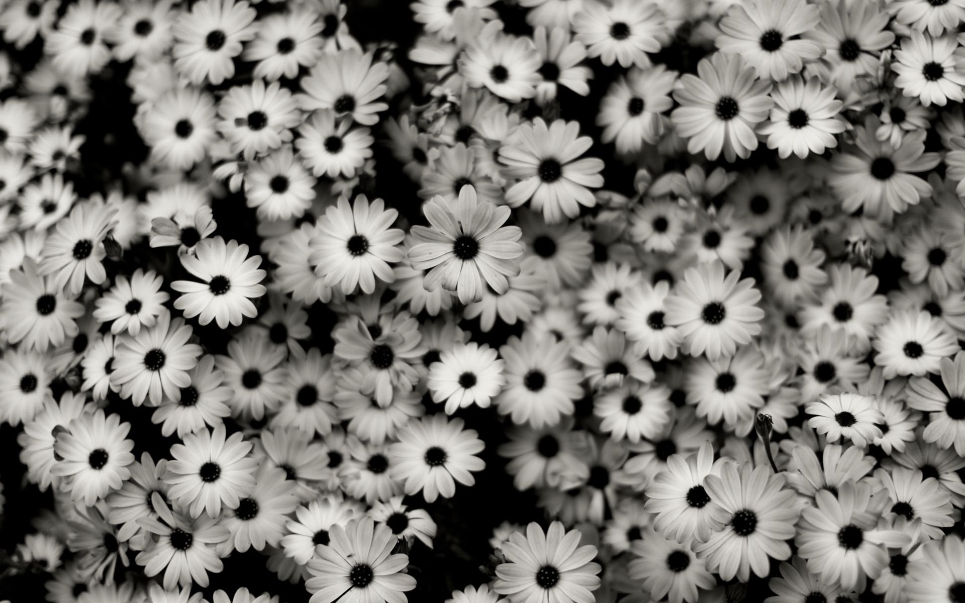 Tumblr Pics Hipster Black And White Wallpapers