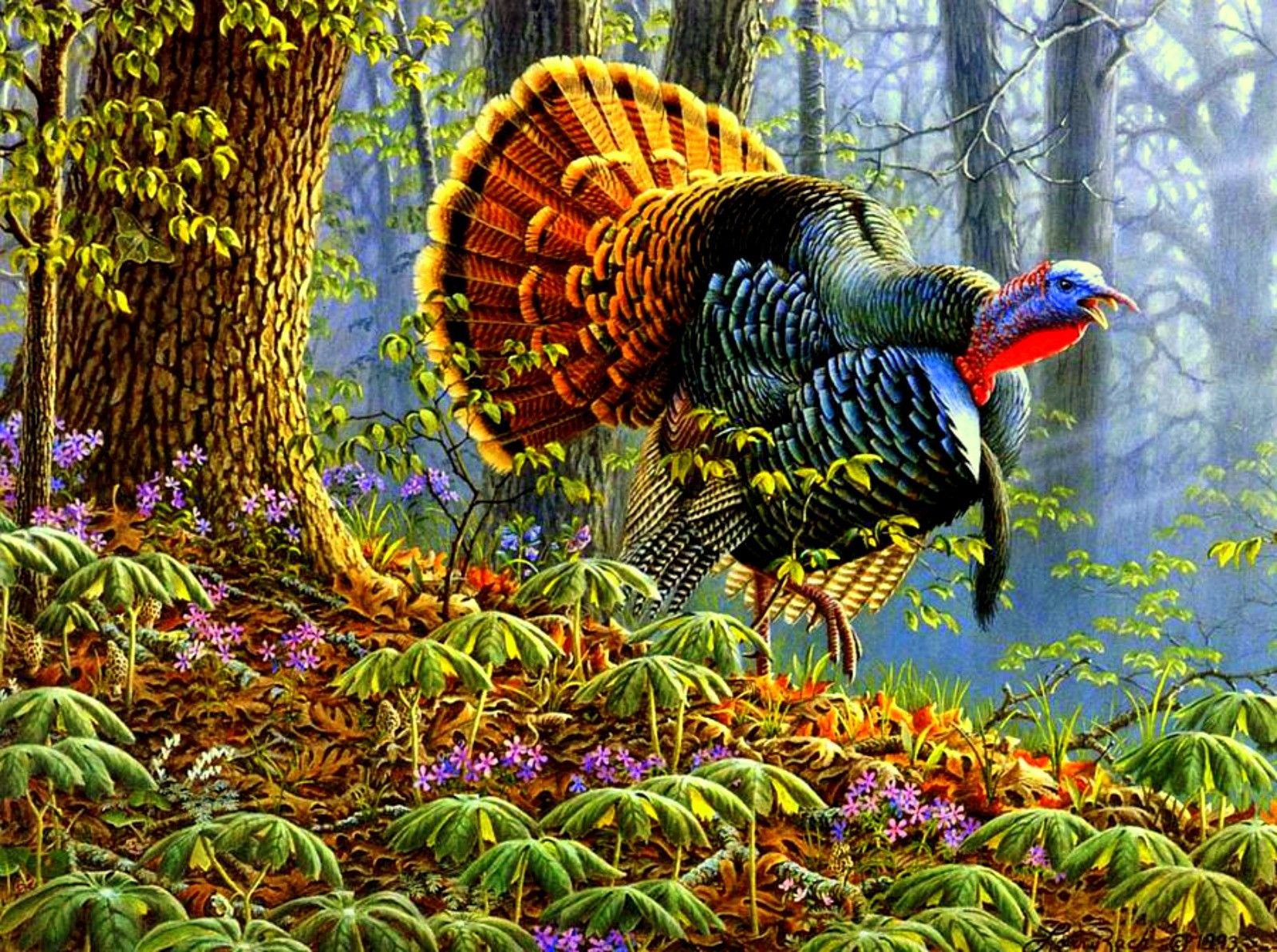 Turkey Hunting Wallpapers