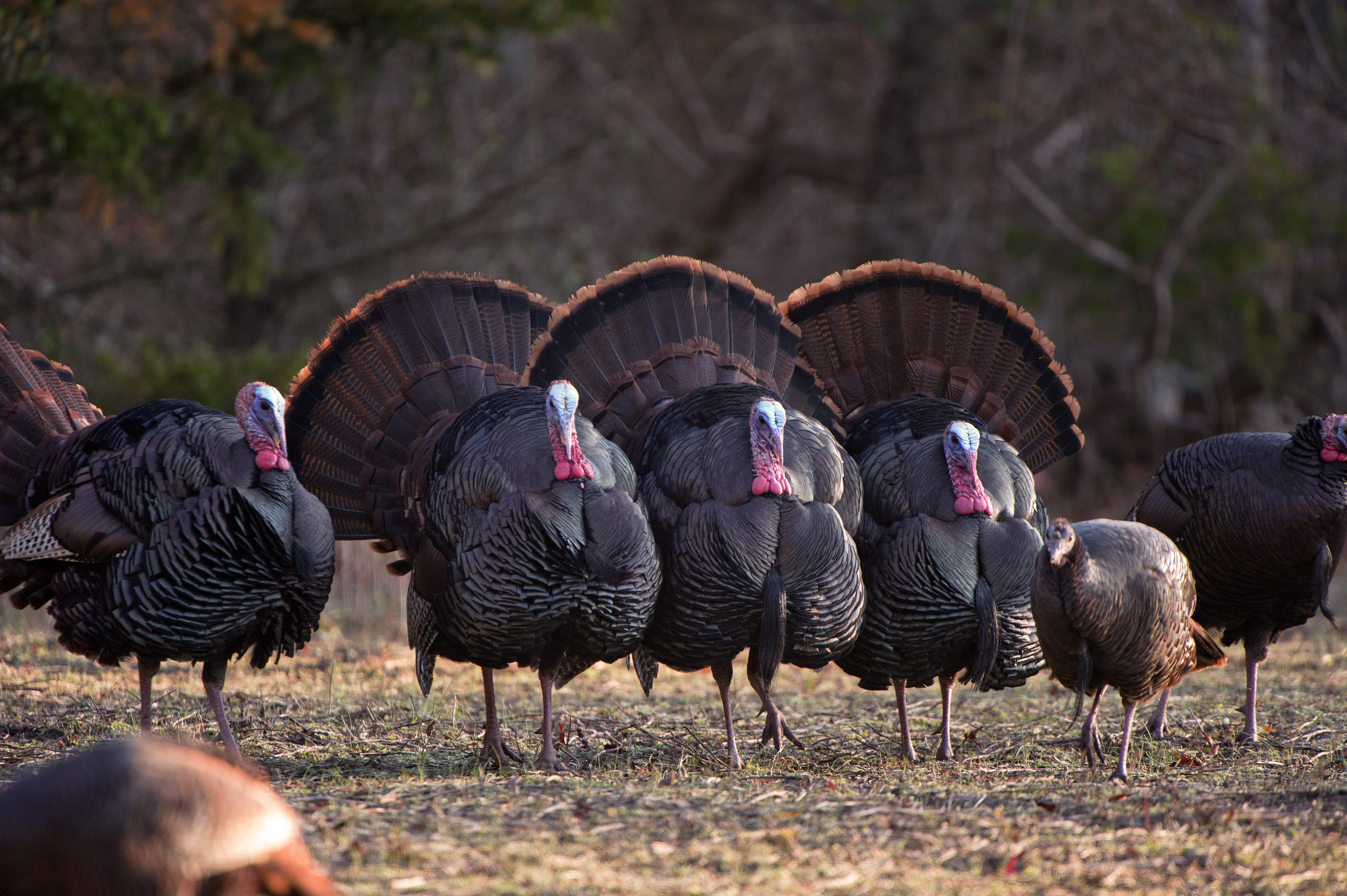 Turkey Hunting Wallpapers