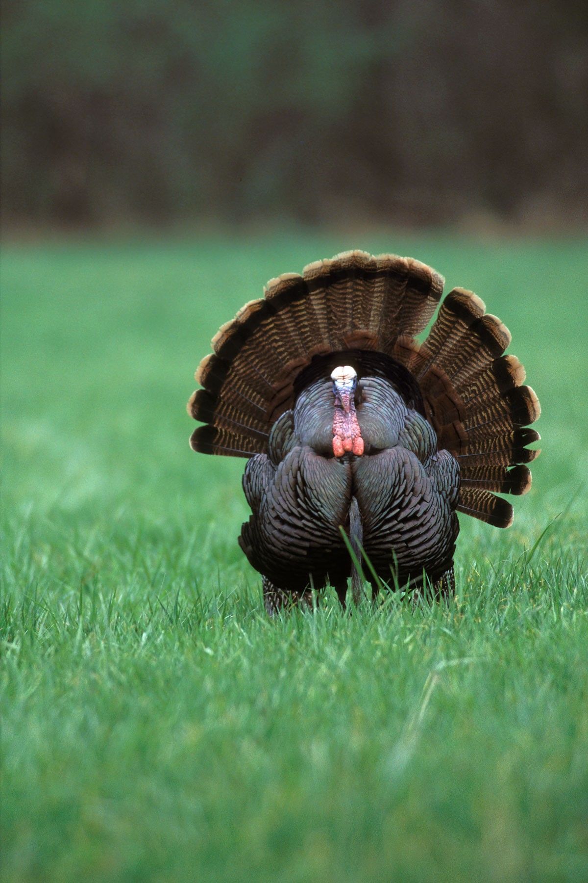 Turkey Hunting Wallpapers