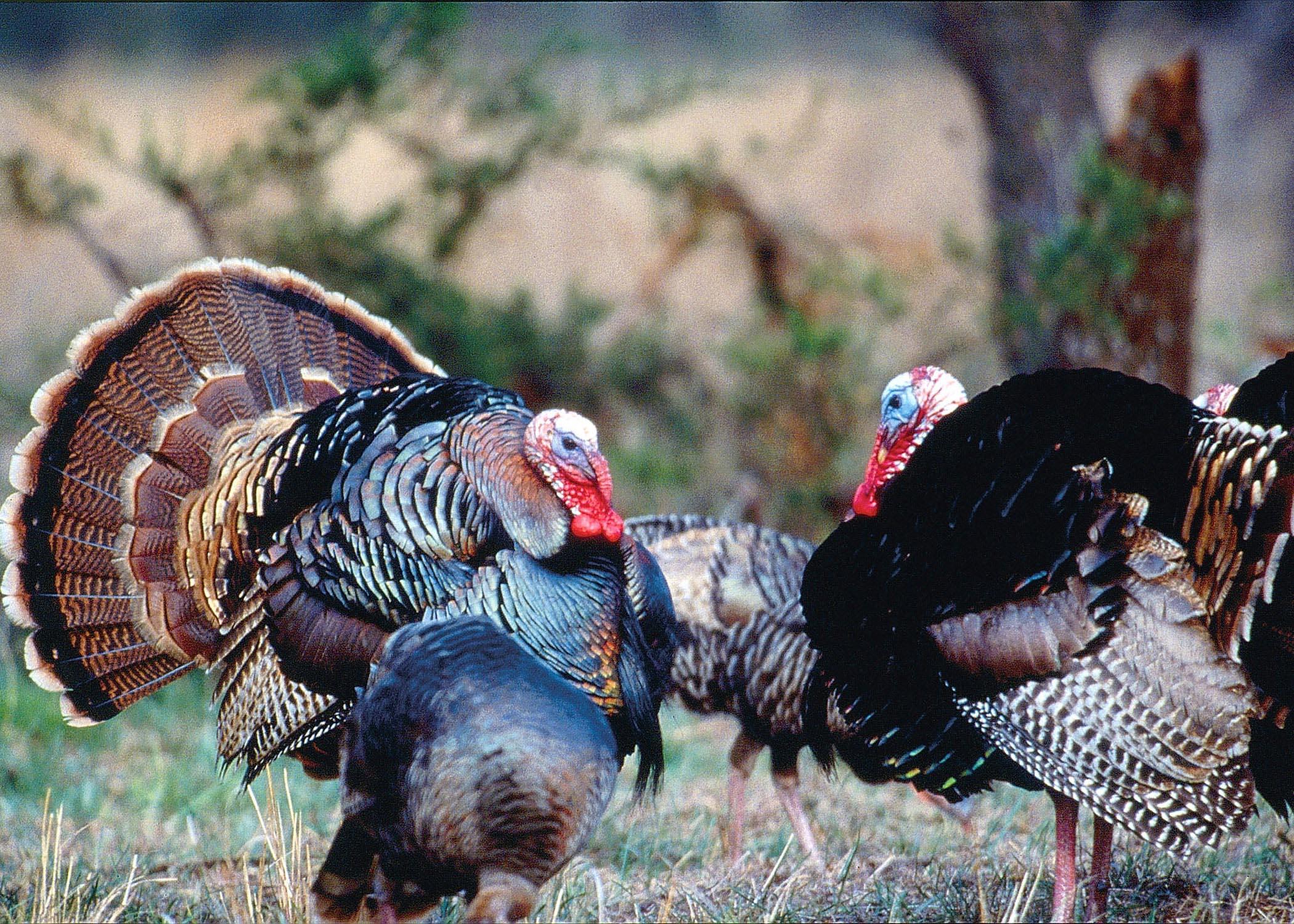 Turkey Hunting Wallpapers