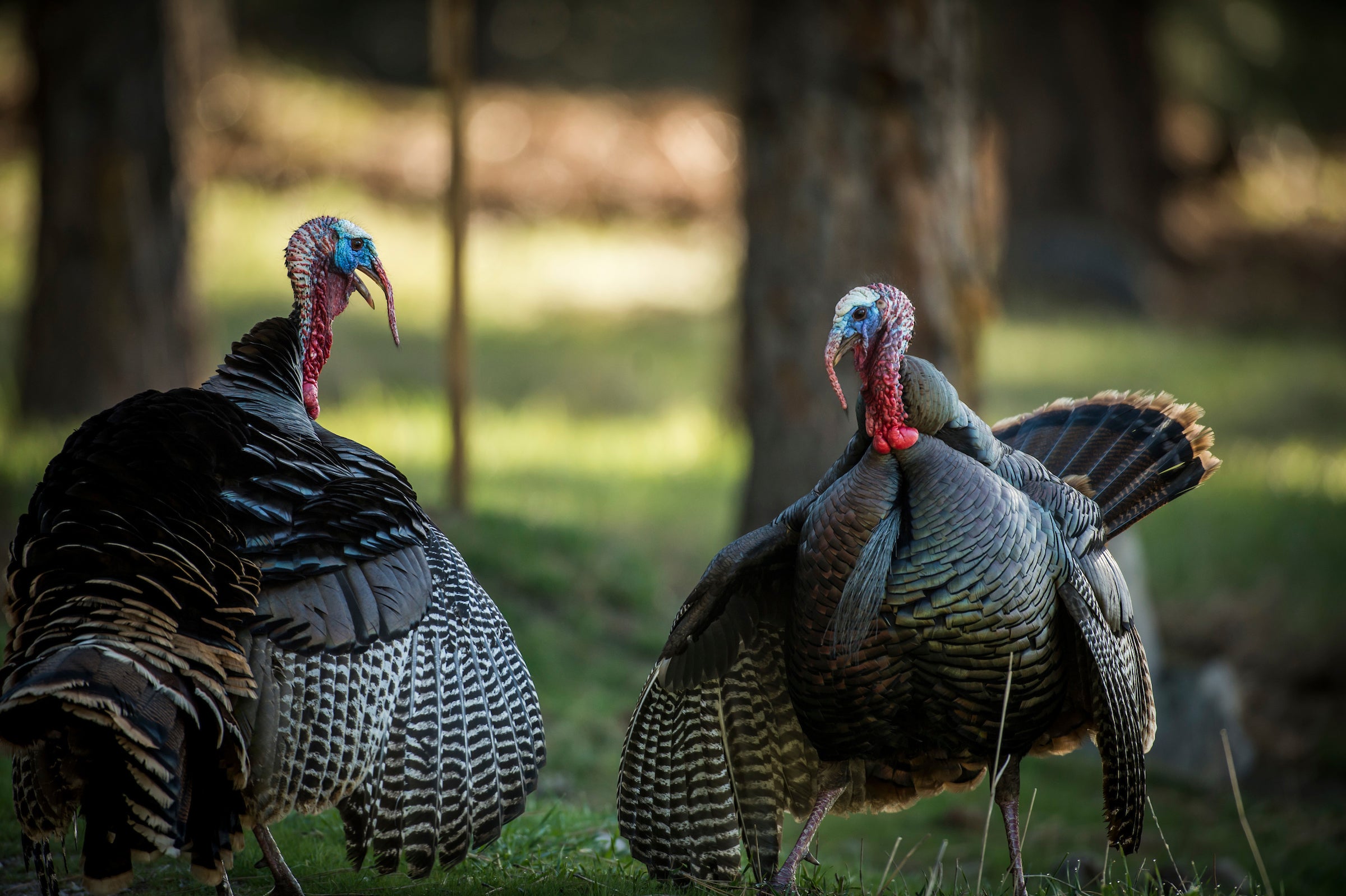 Turkey Hunting Wallpapers