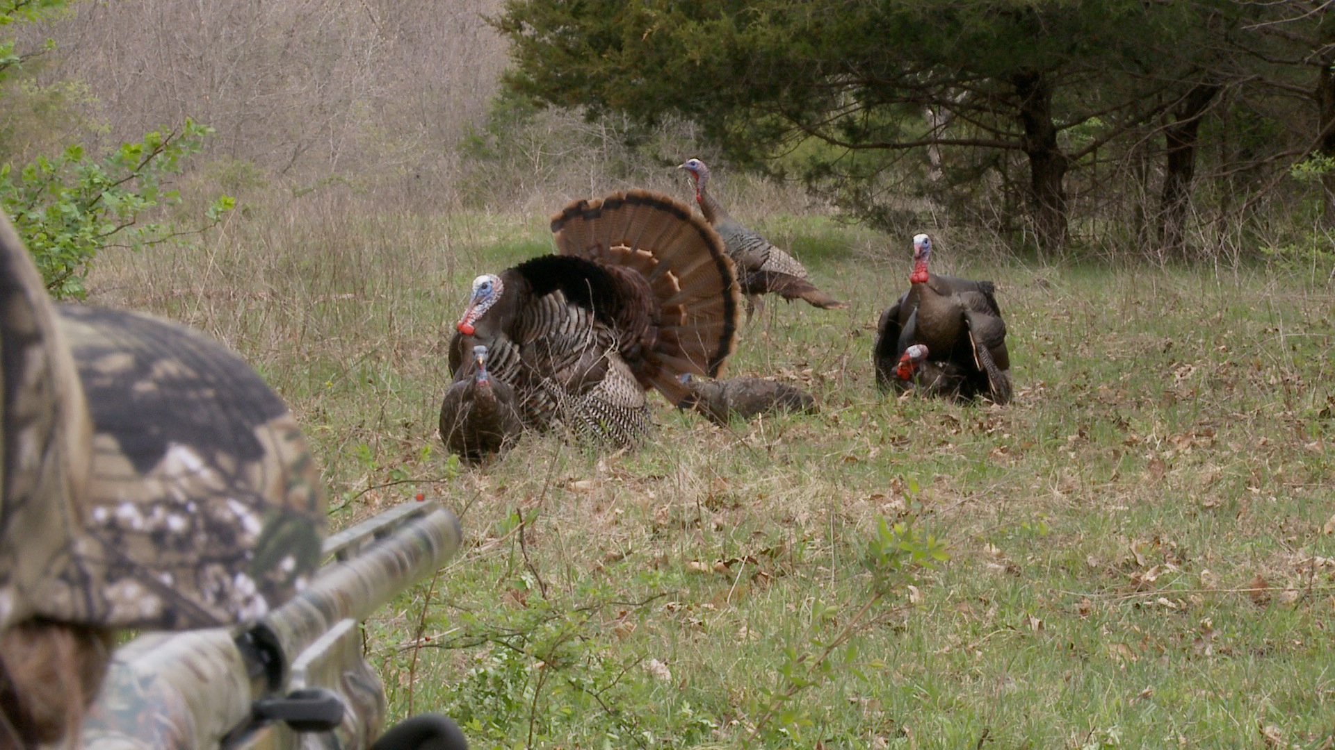 Turkey Hunting Wallpapers