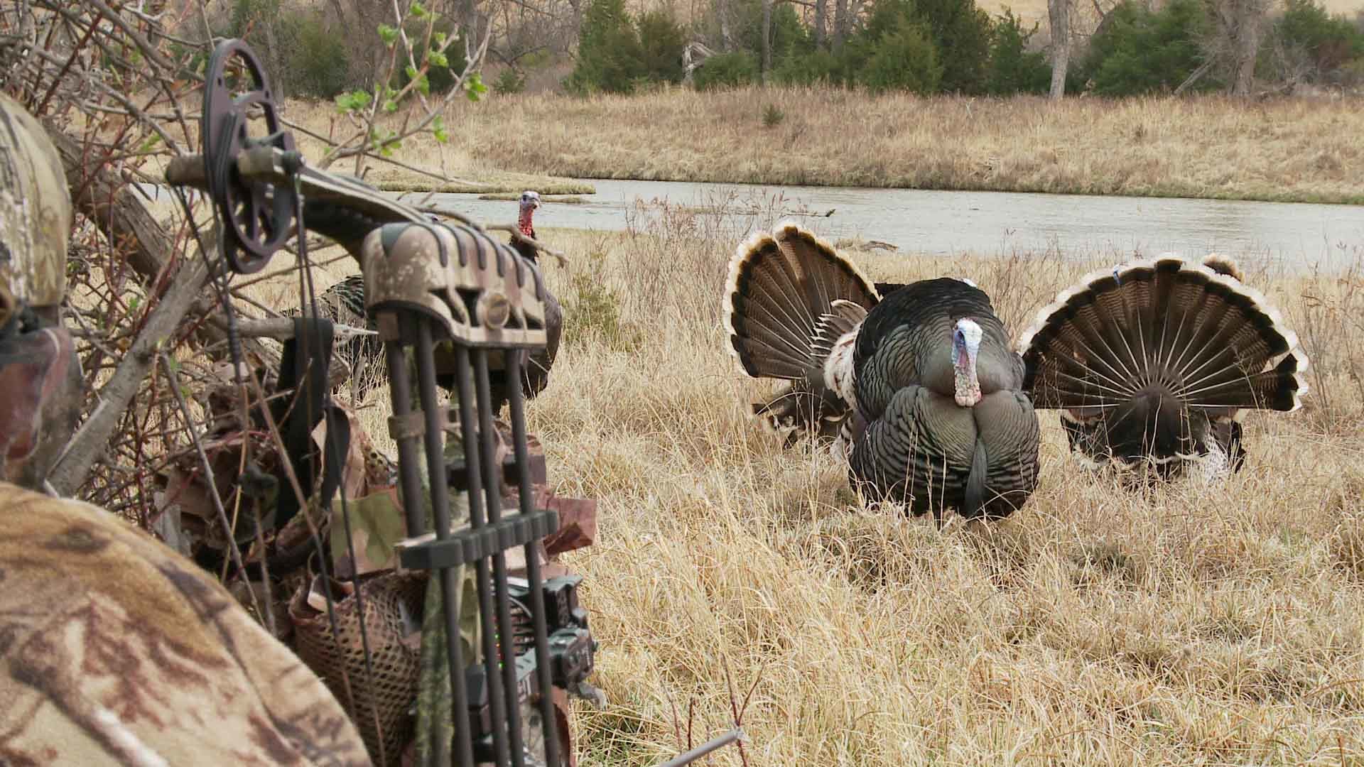 Turkey Hunting Wallpapers