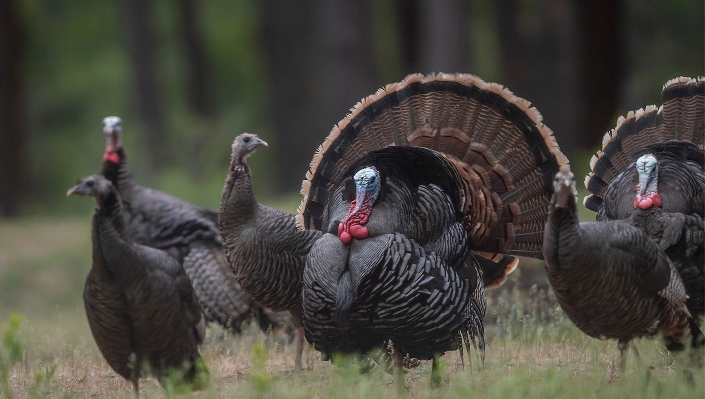 Turkey Hunting Wallpapers