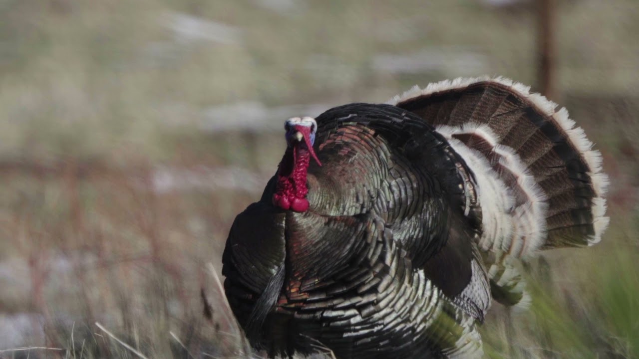 Turkey Hunting Wallpapers