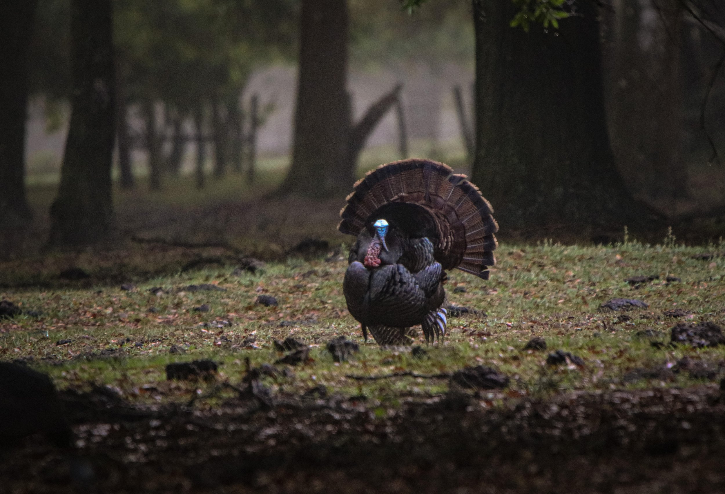 Turkey Hunting Wallpapers