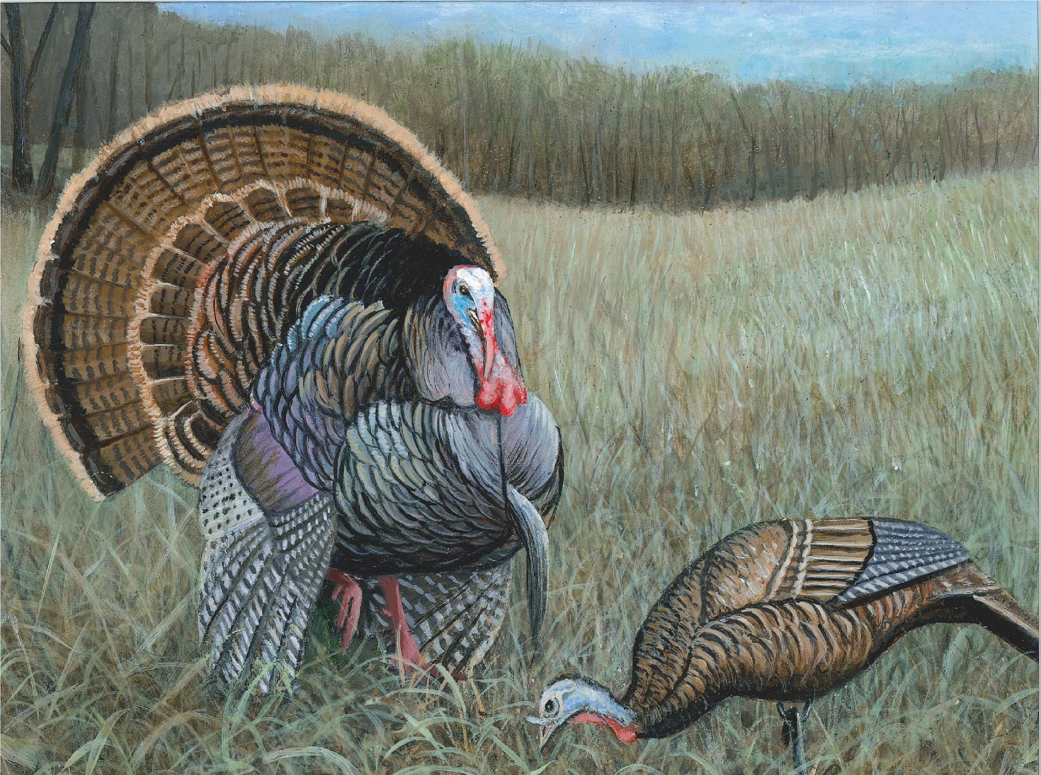 Turkey Hunting Wallpapers