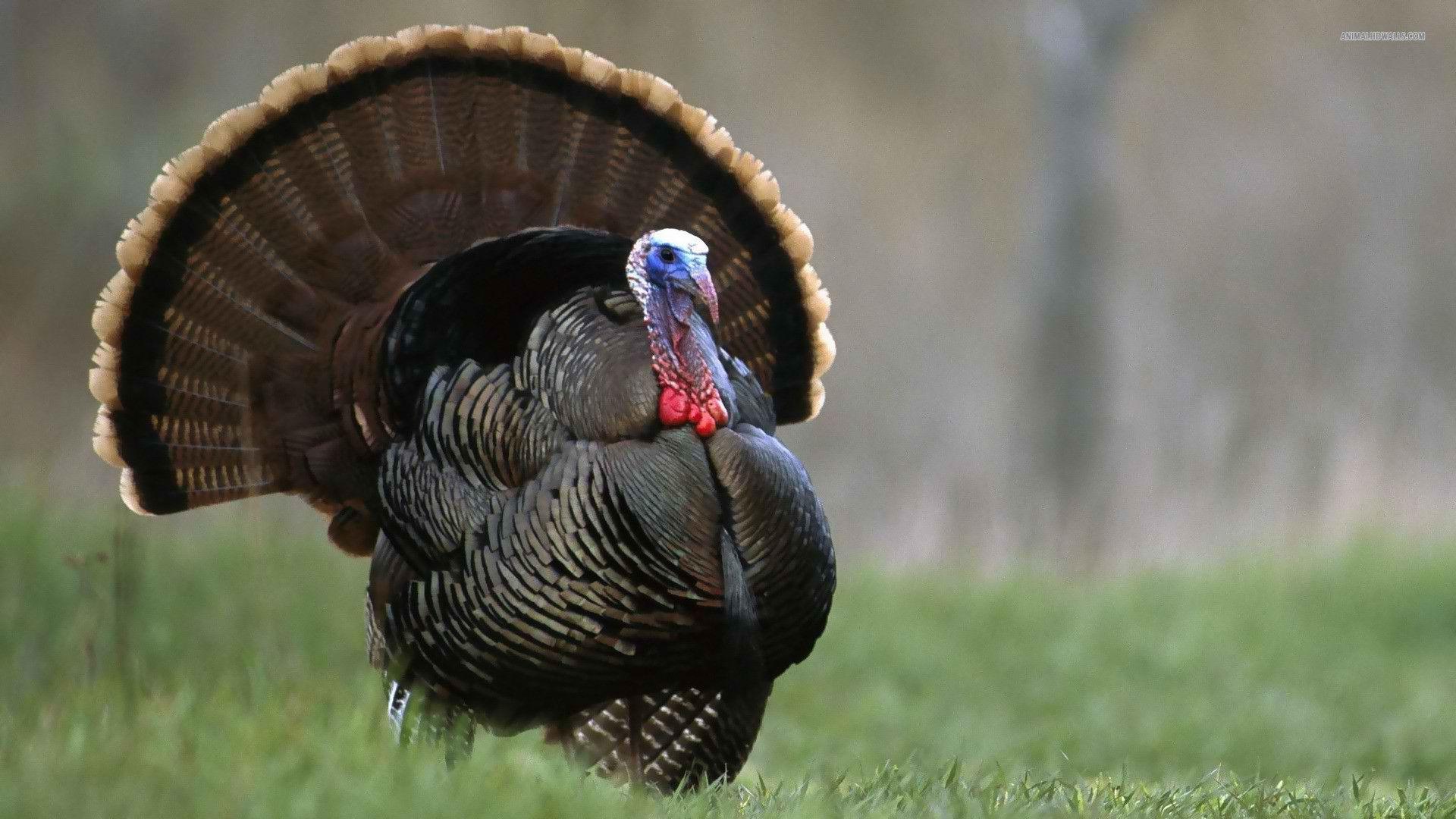 Turkey Live Wallpapers