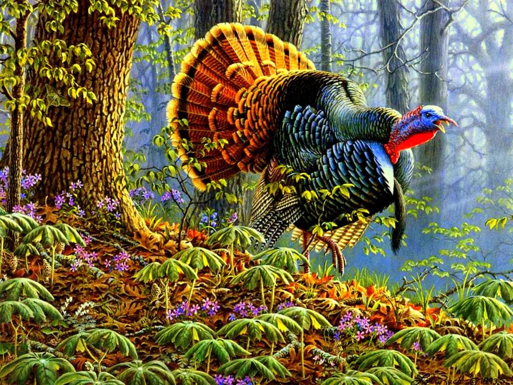 Turkey Live Wallpapers