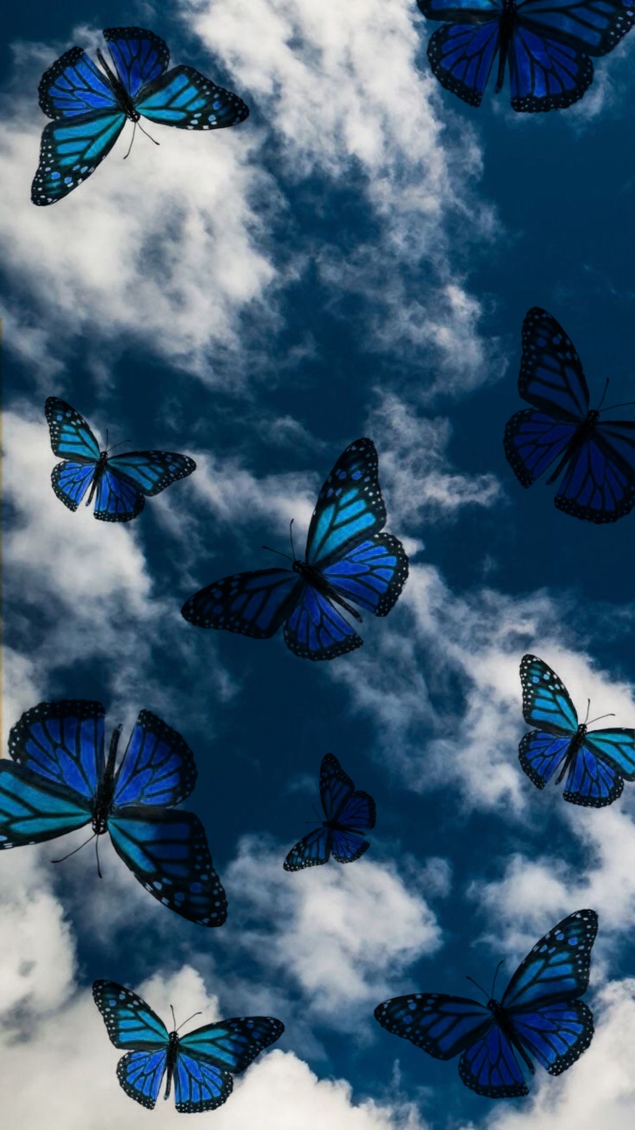 Turquoise Butterfly Wallpapers