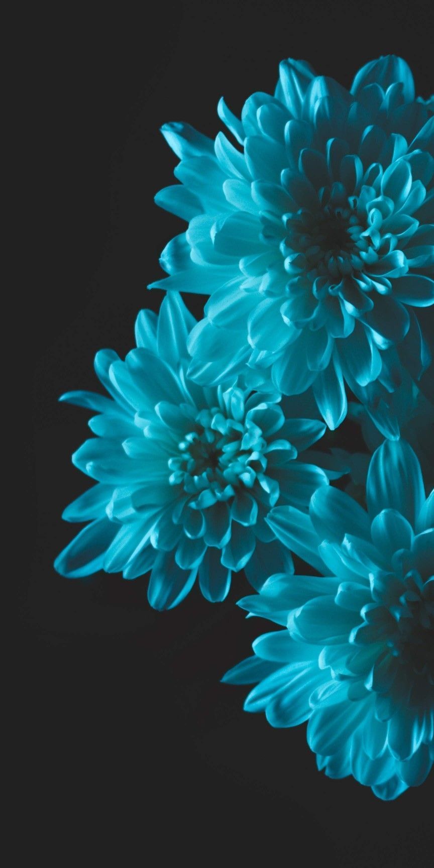 Turquoise Floral Wallpapers