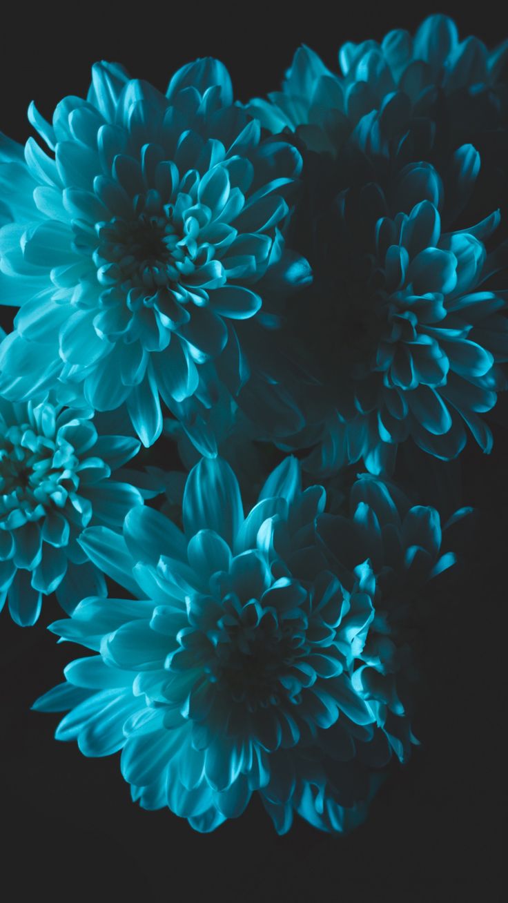 Turquoise Floral Wallpapers