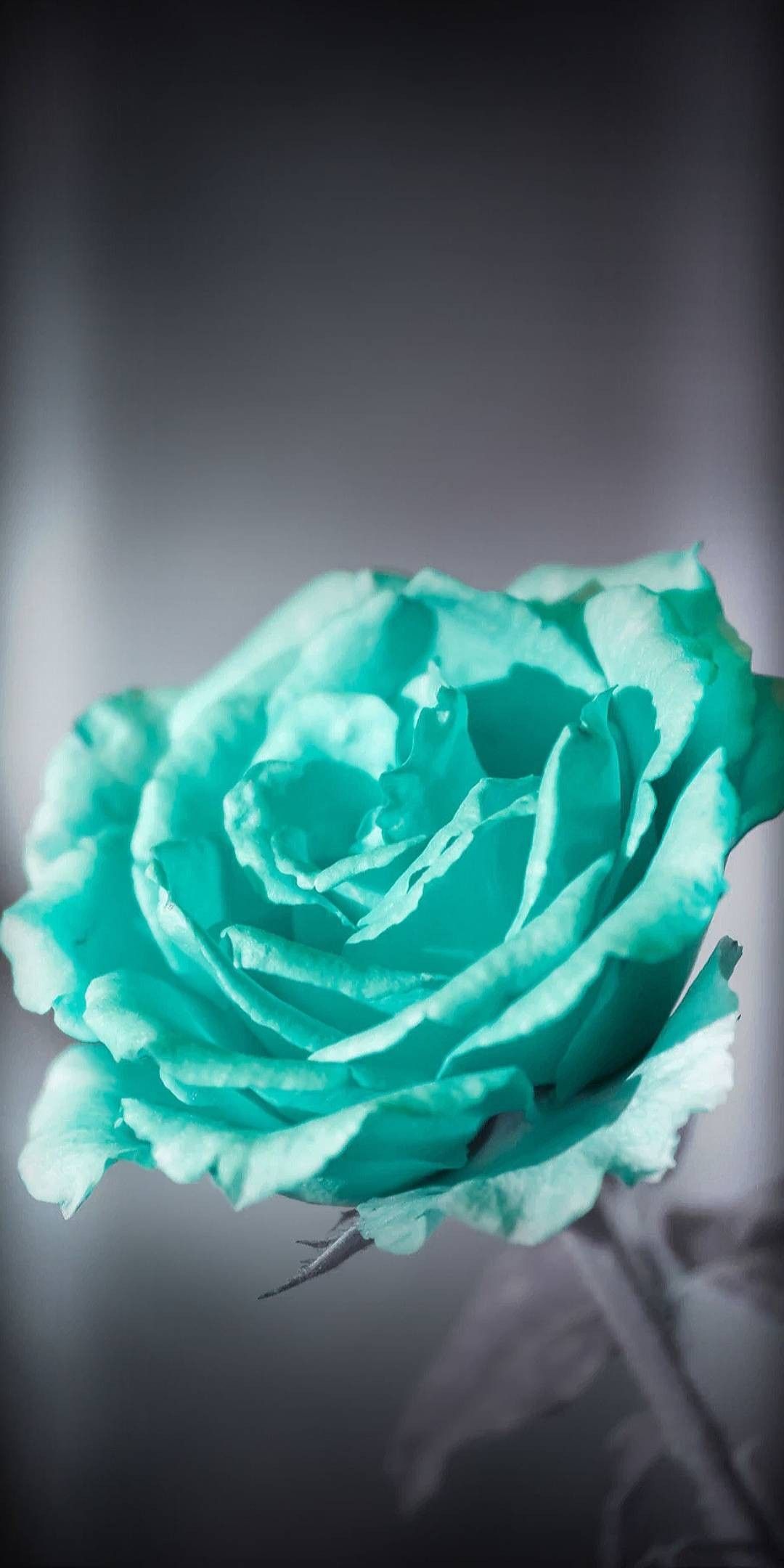 Turquoise Flowers Wallpapers