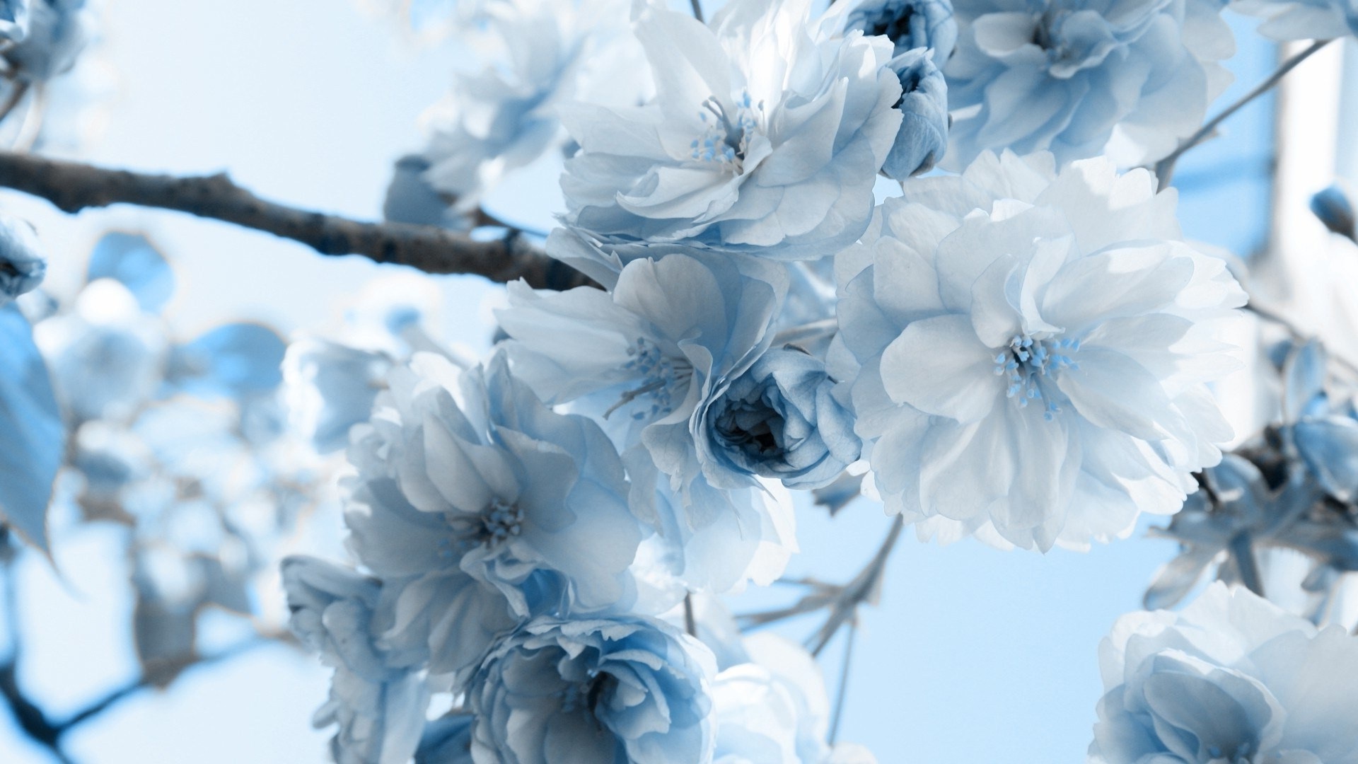 Turquoise Flowers Wallpapers