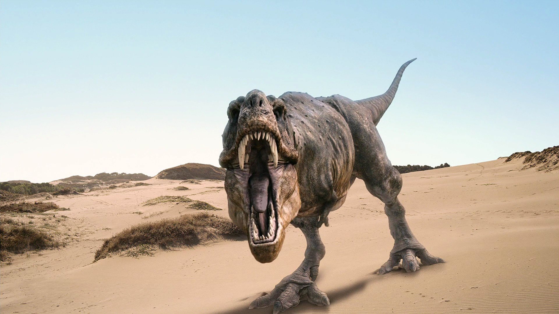 Tyrannosaurus Rex Wallpapers