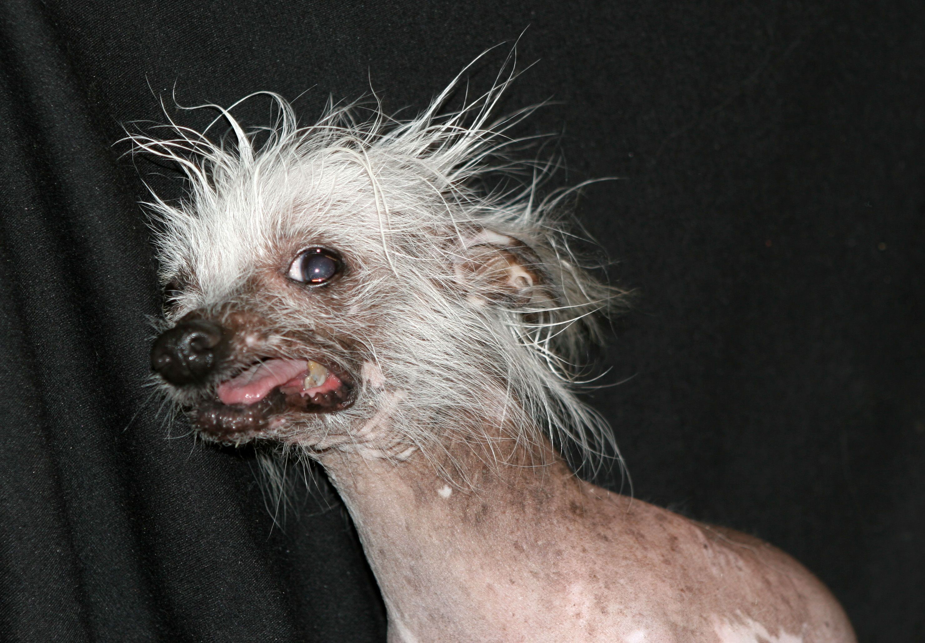 Ugly Dogs Wallpapers