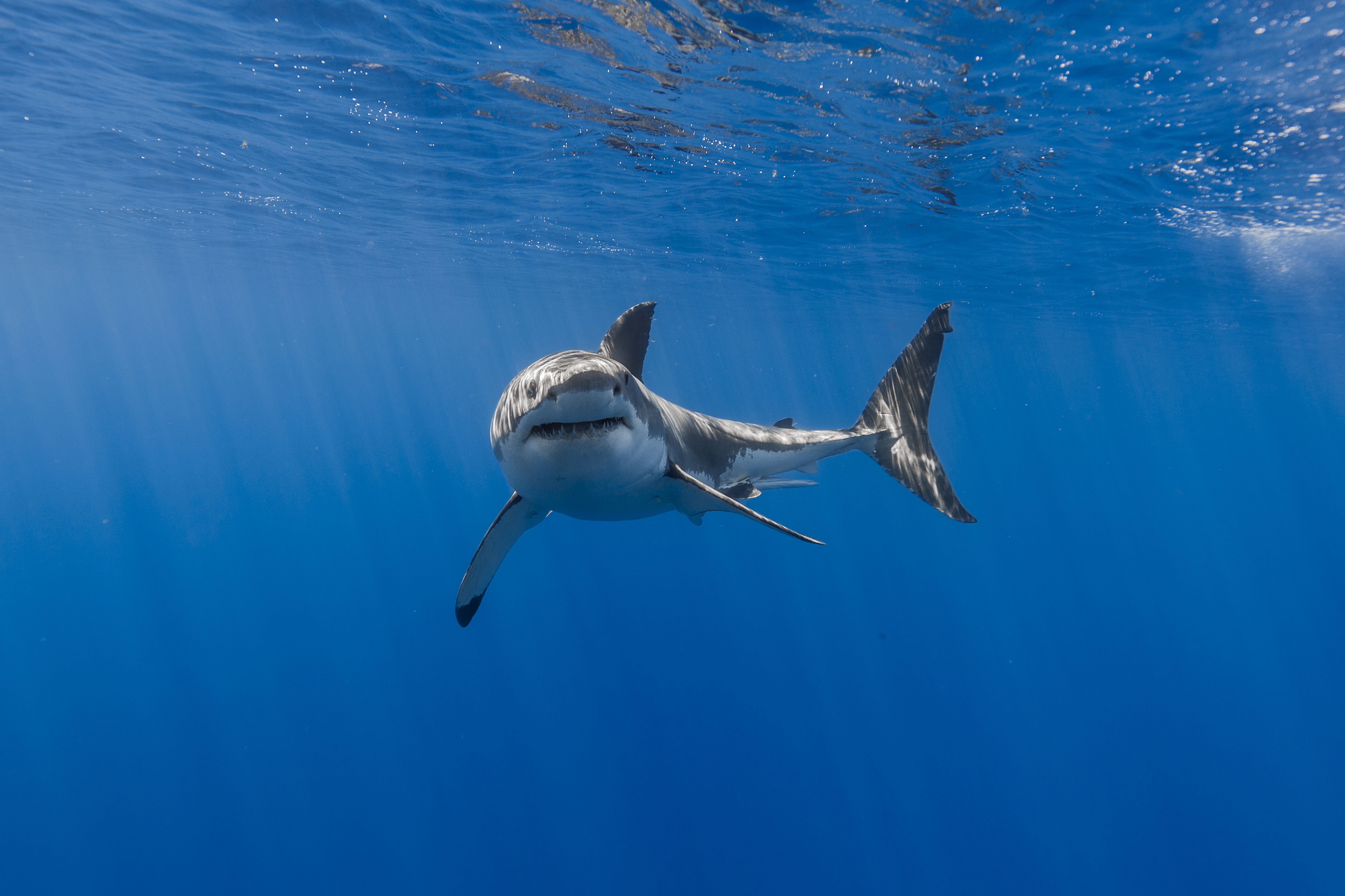 Ultra Hd Shark Wallpapers