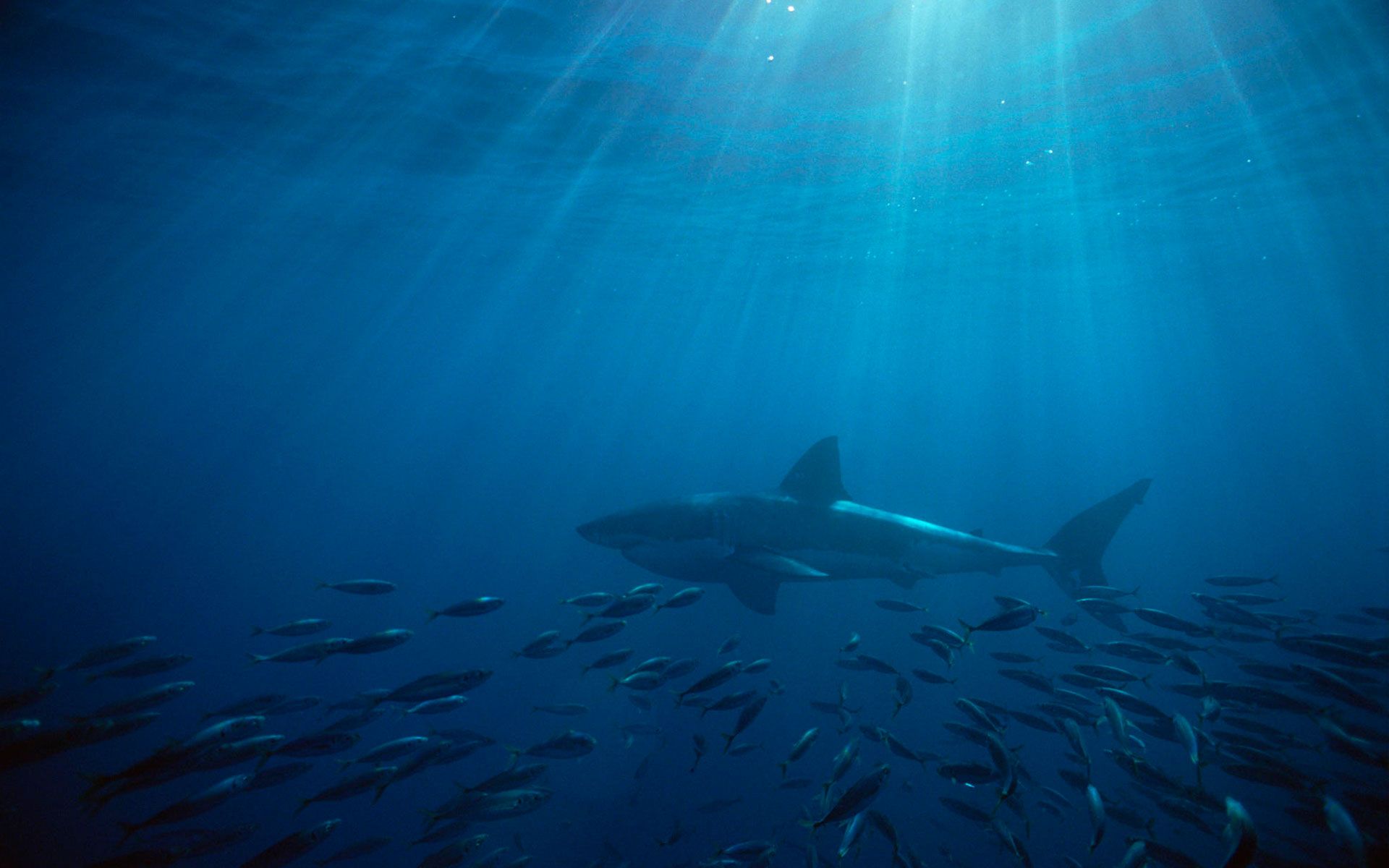 Ultra Hd Shark Wallpapers