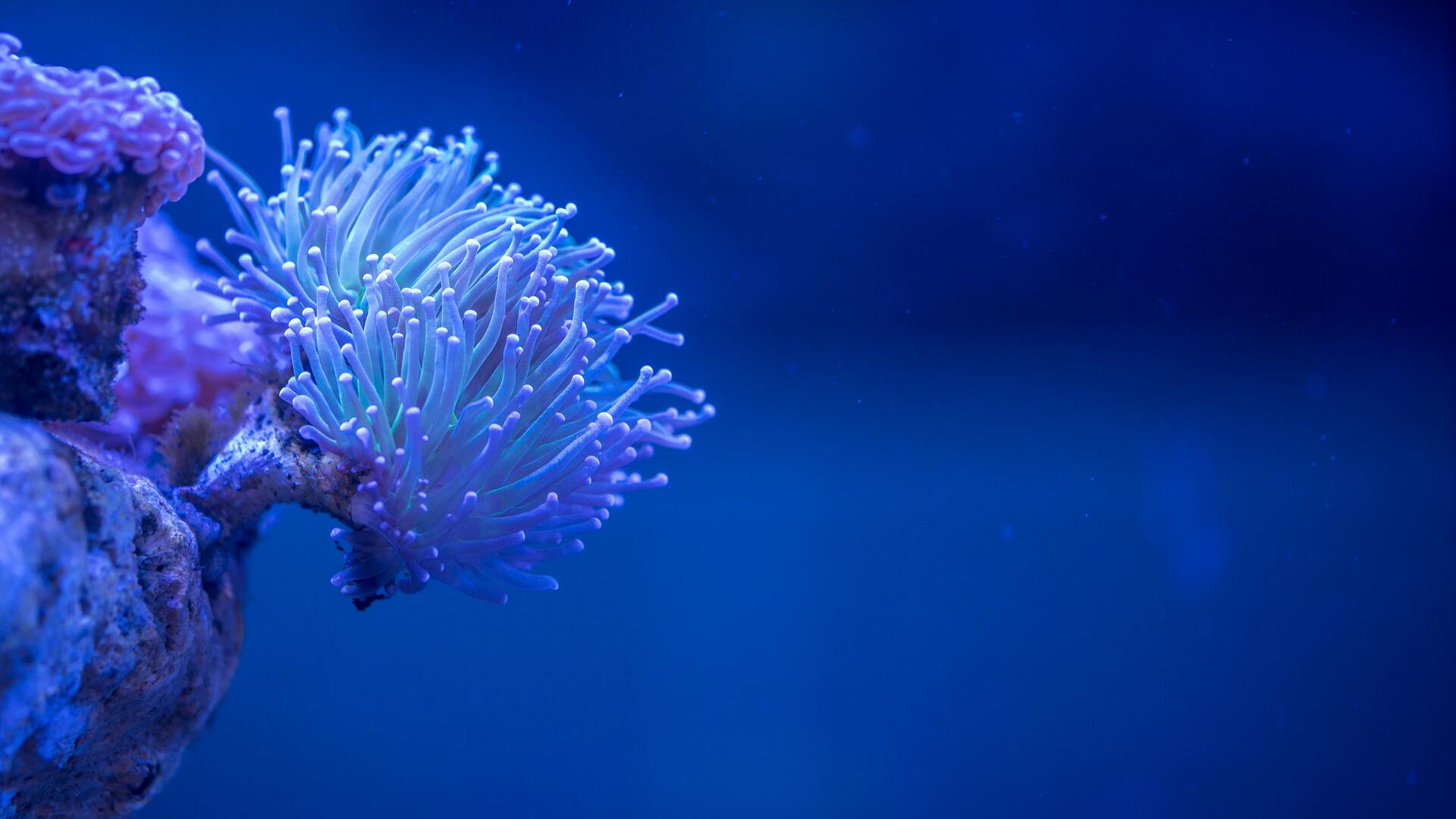 Under The Sea Wallpapers