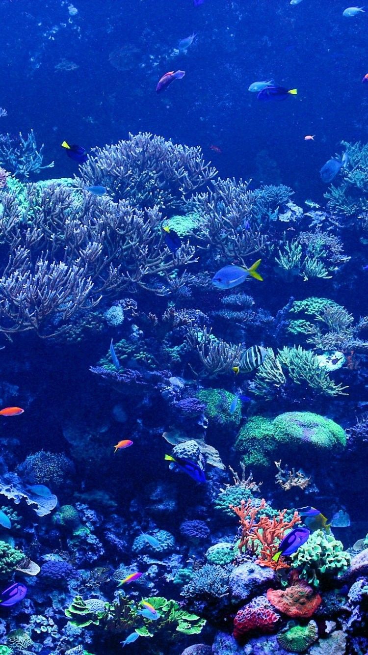 Underwater Coral Wallpapers