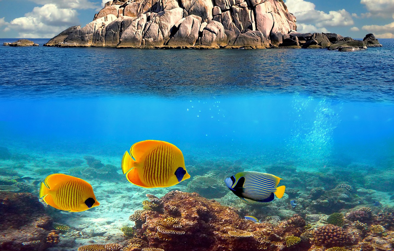 Underwater Coral Wallpapers