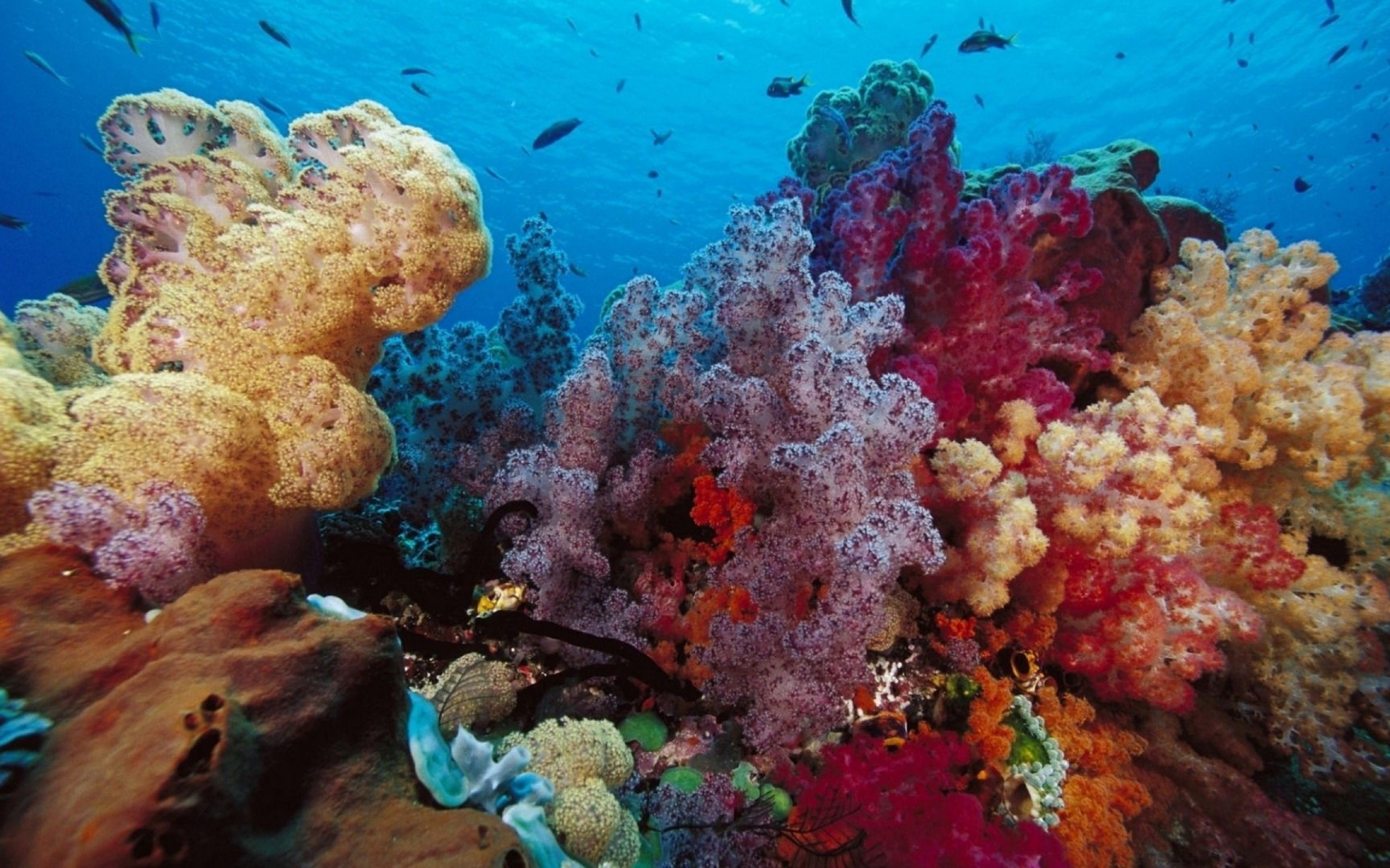 Underwater Coral Wallpapers