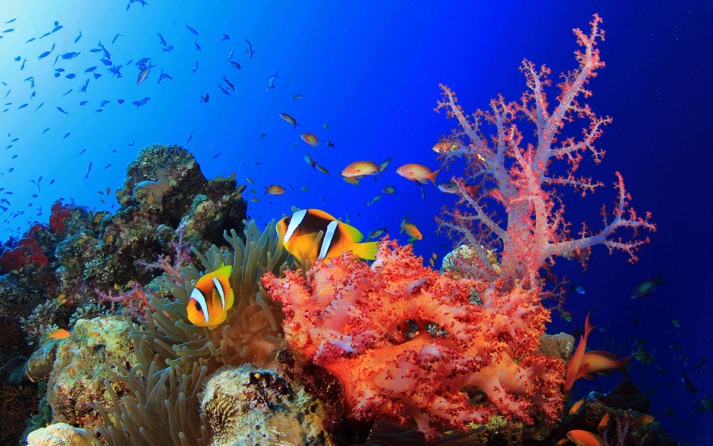 Underwater Coral Wallpapers