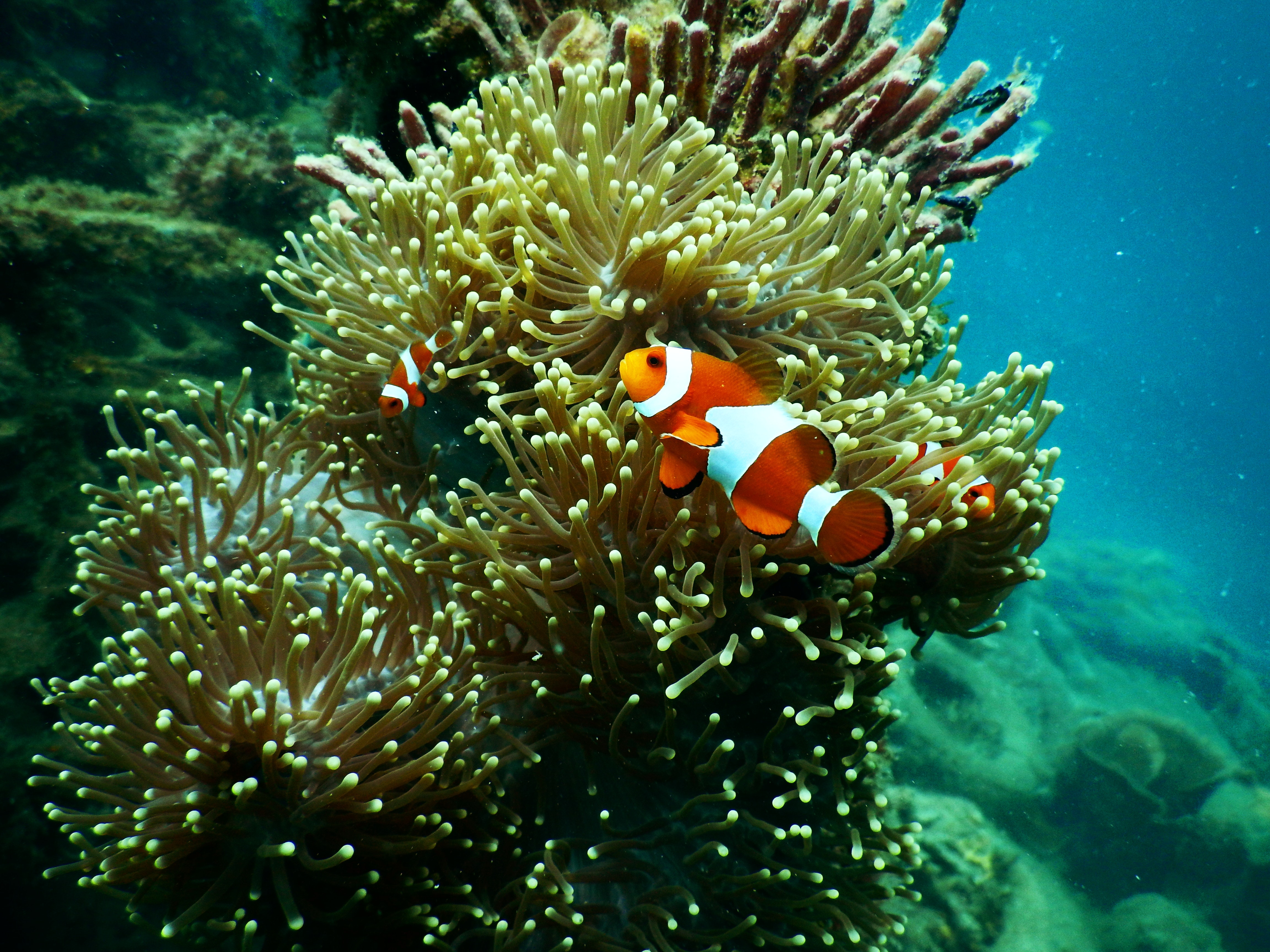 Underwater Coral Wallpapers