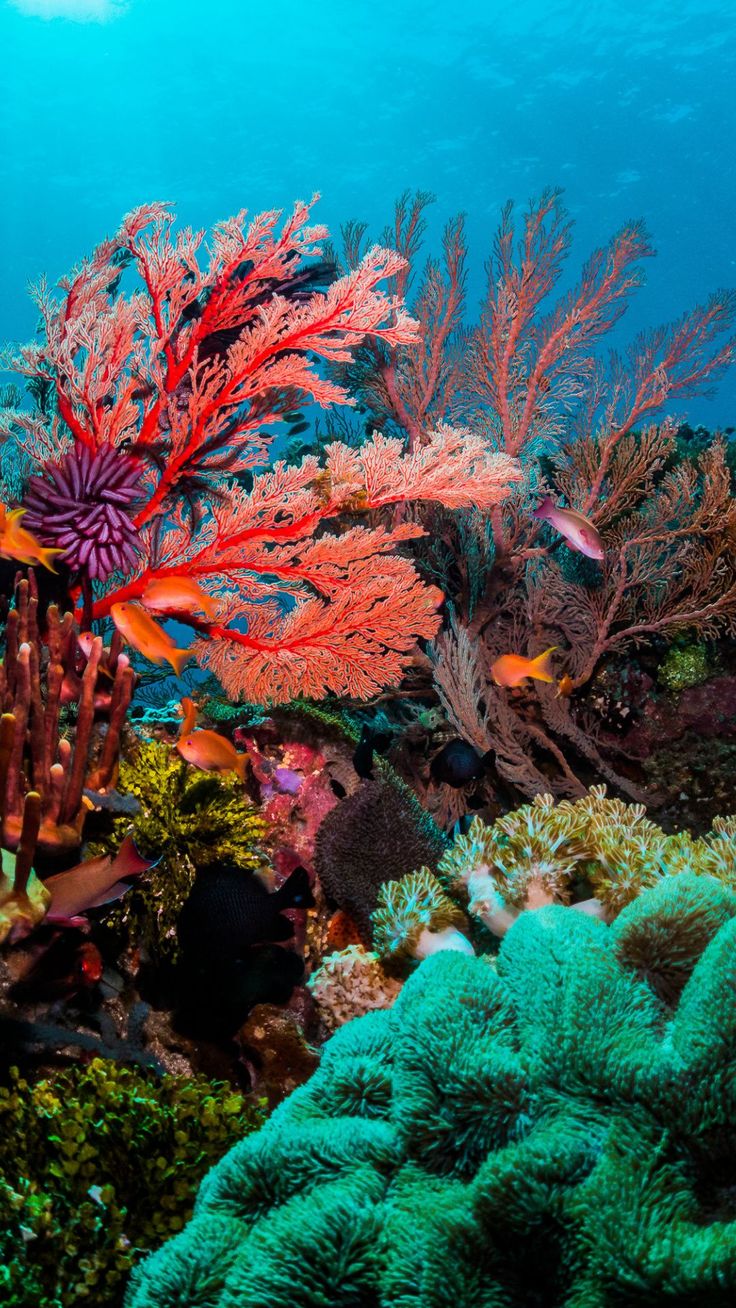 Underwater Coral Wallpapers