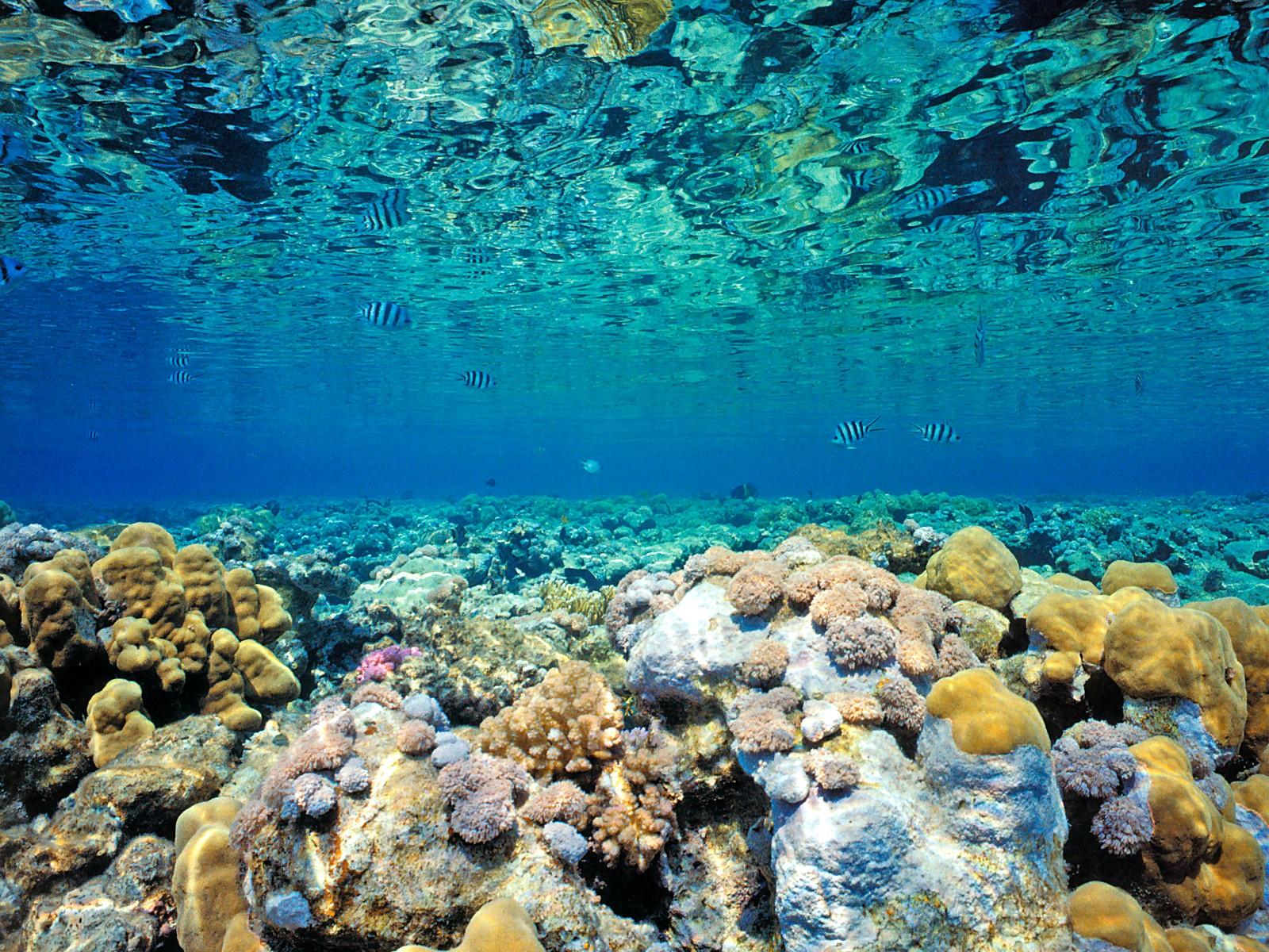 Underwater Coral Wallpapers