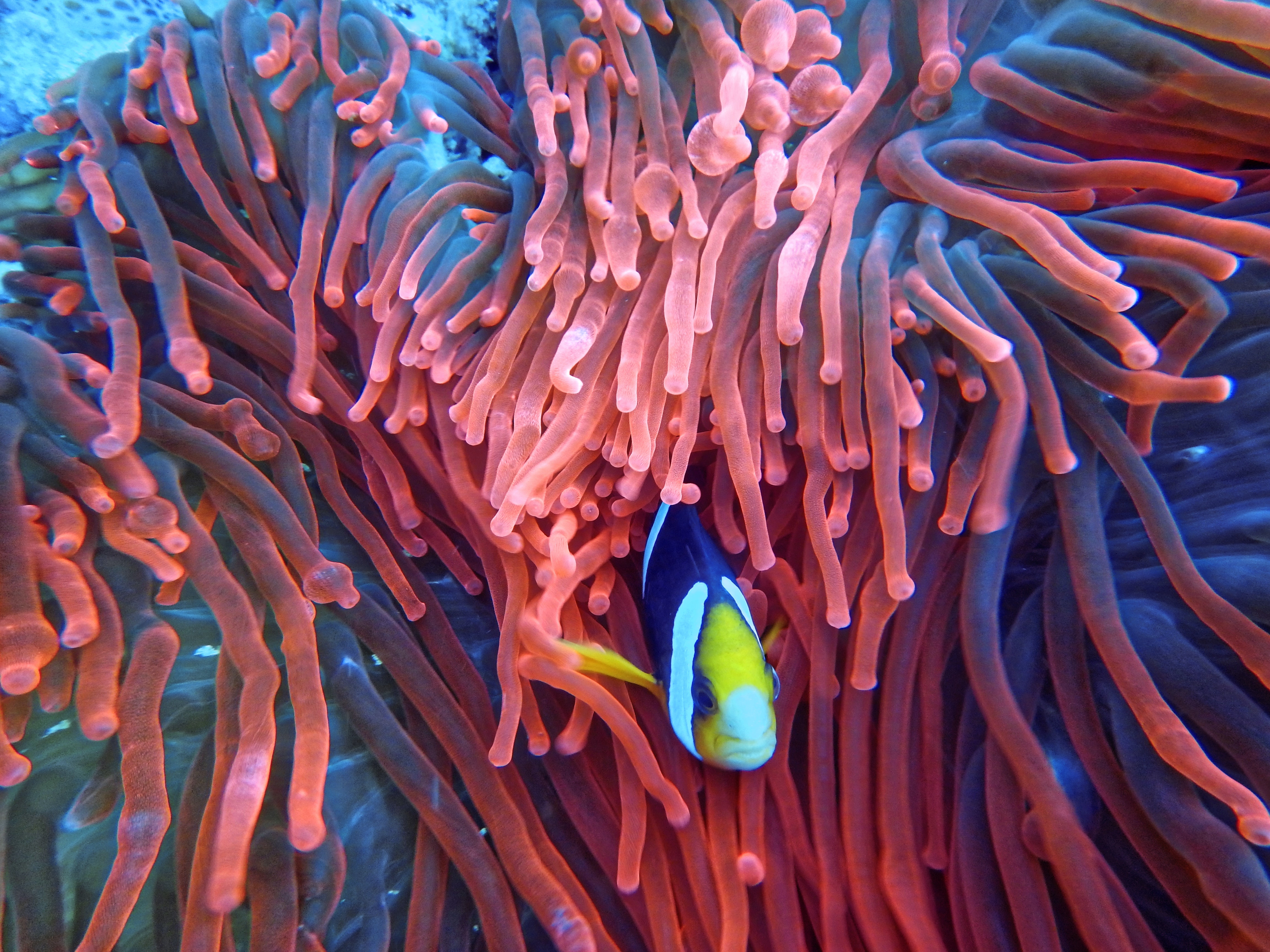 Underwater Coral Wallpapers