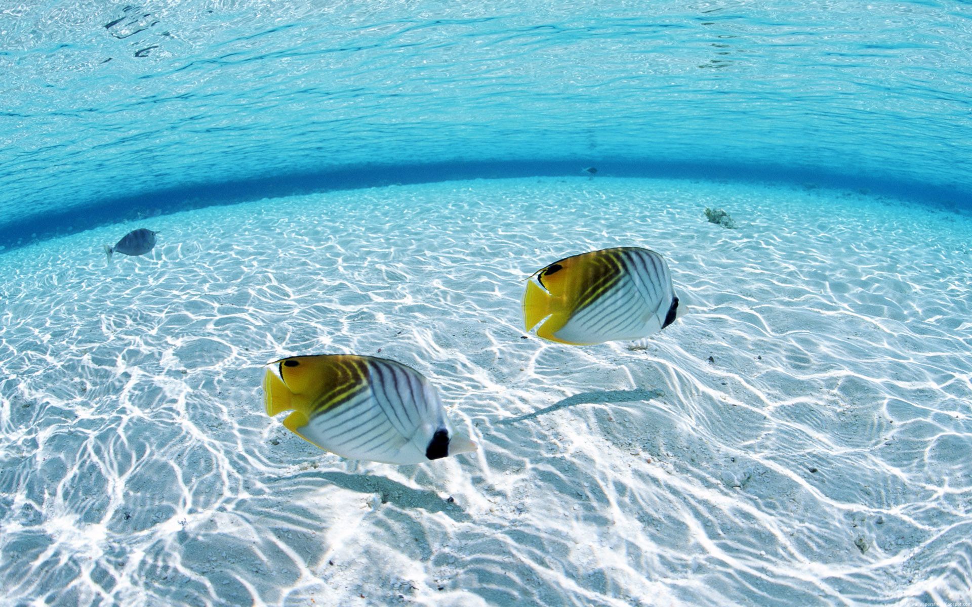 Underwater Ocean Screensaver Wallpapers