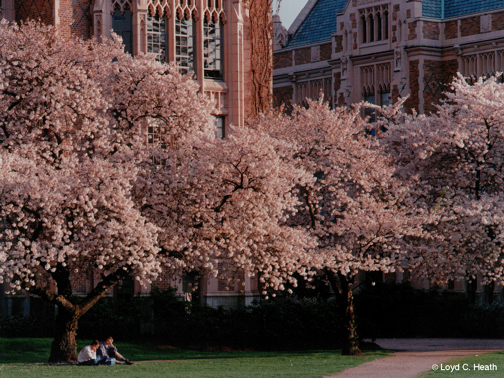 University Of Washington Wallpapers