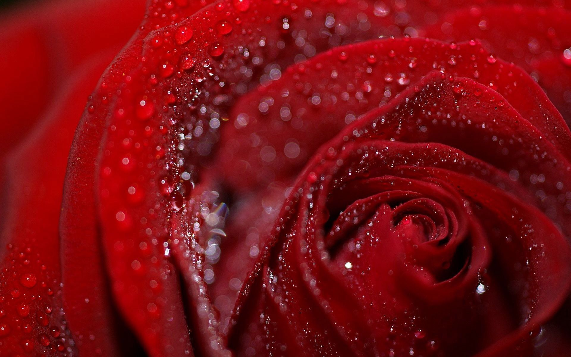 Valentine Flower Picture Wallpapers