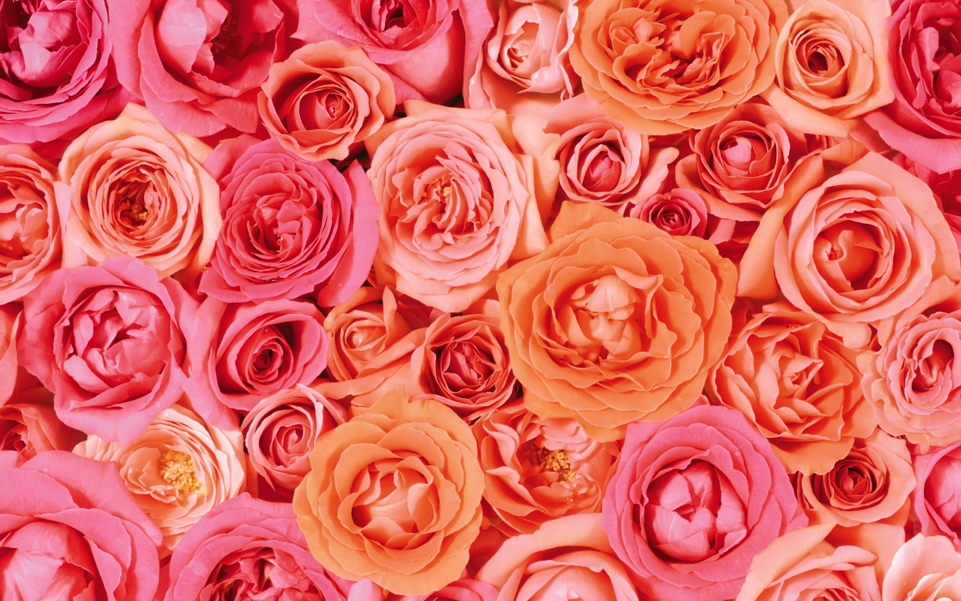 Valentine Roses Wallpapers