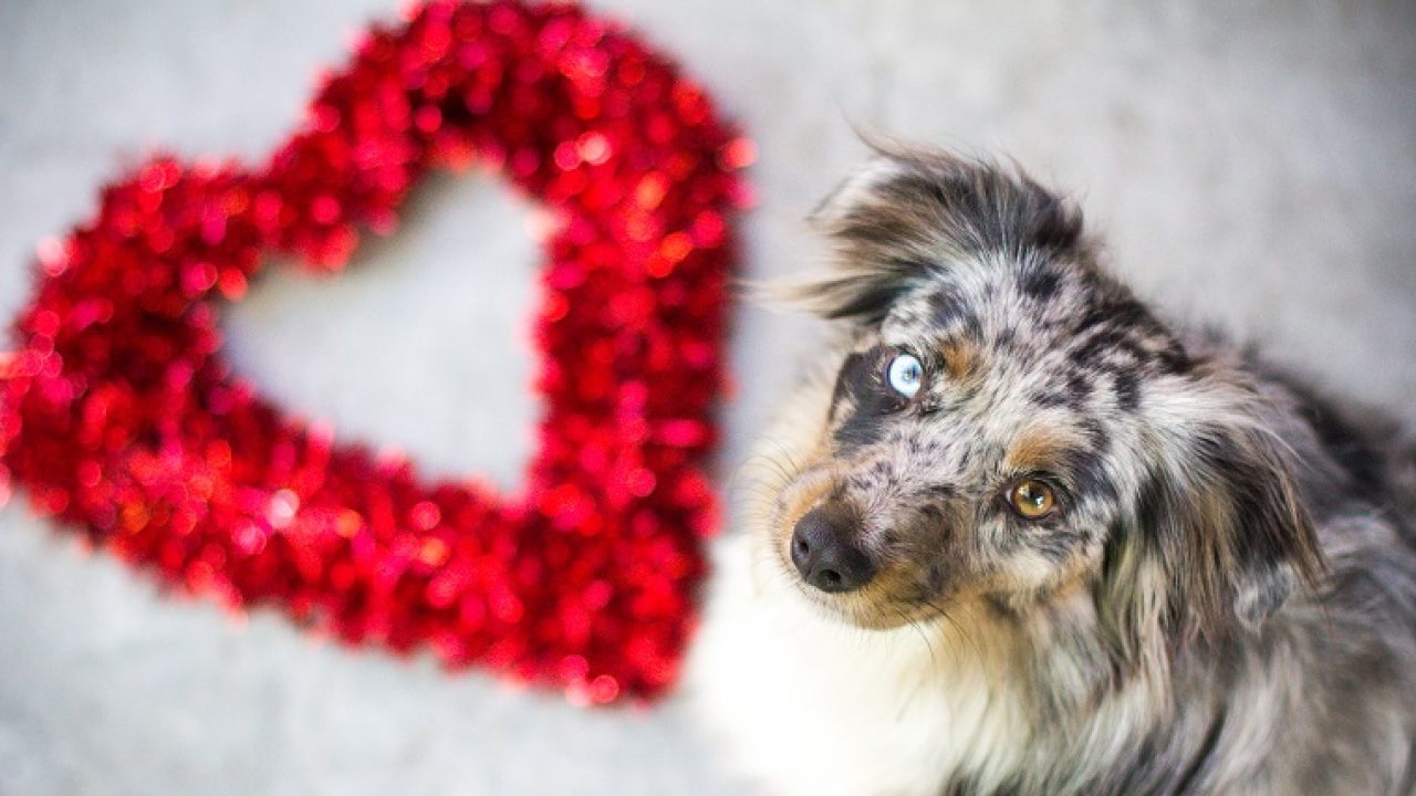 Valentines Dog Wallpapers