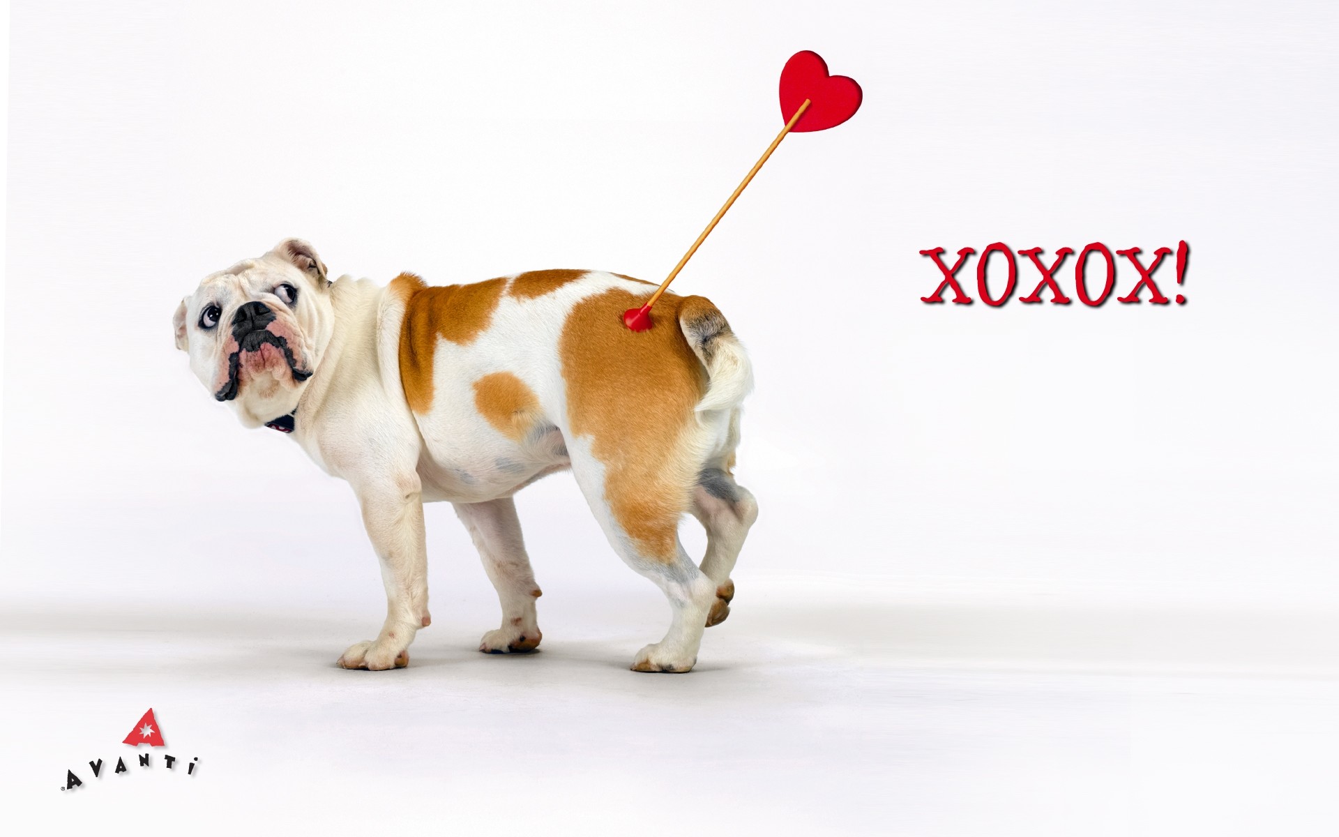 Valentines Dog Wallpapers