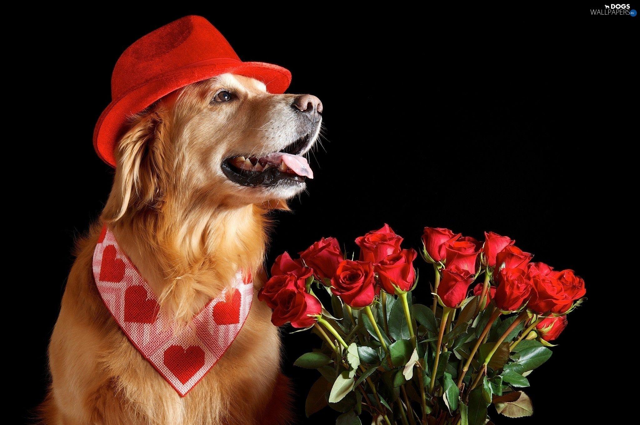 Valentines Dog Wallpapers