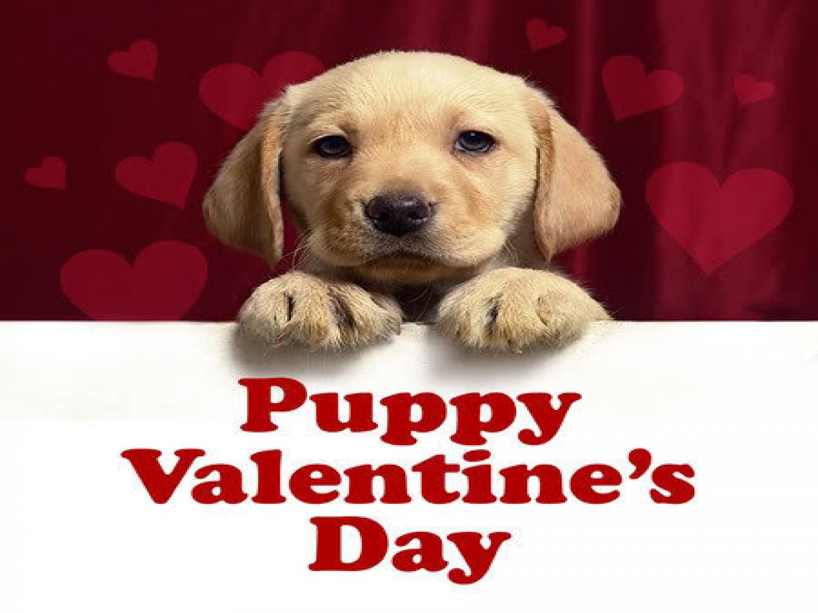 Valentines Dog Wallpapers