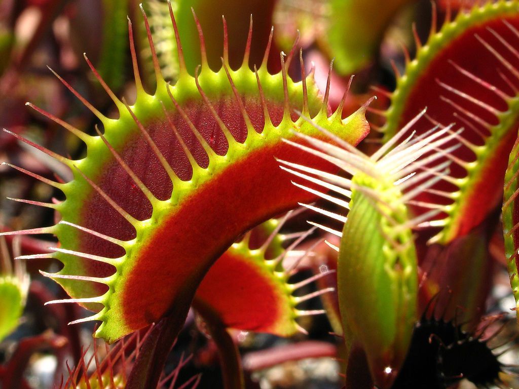 Venus Fly Trap Wallpapers