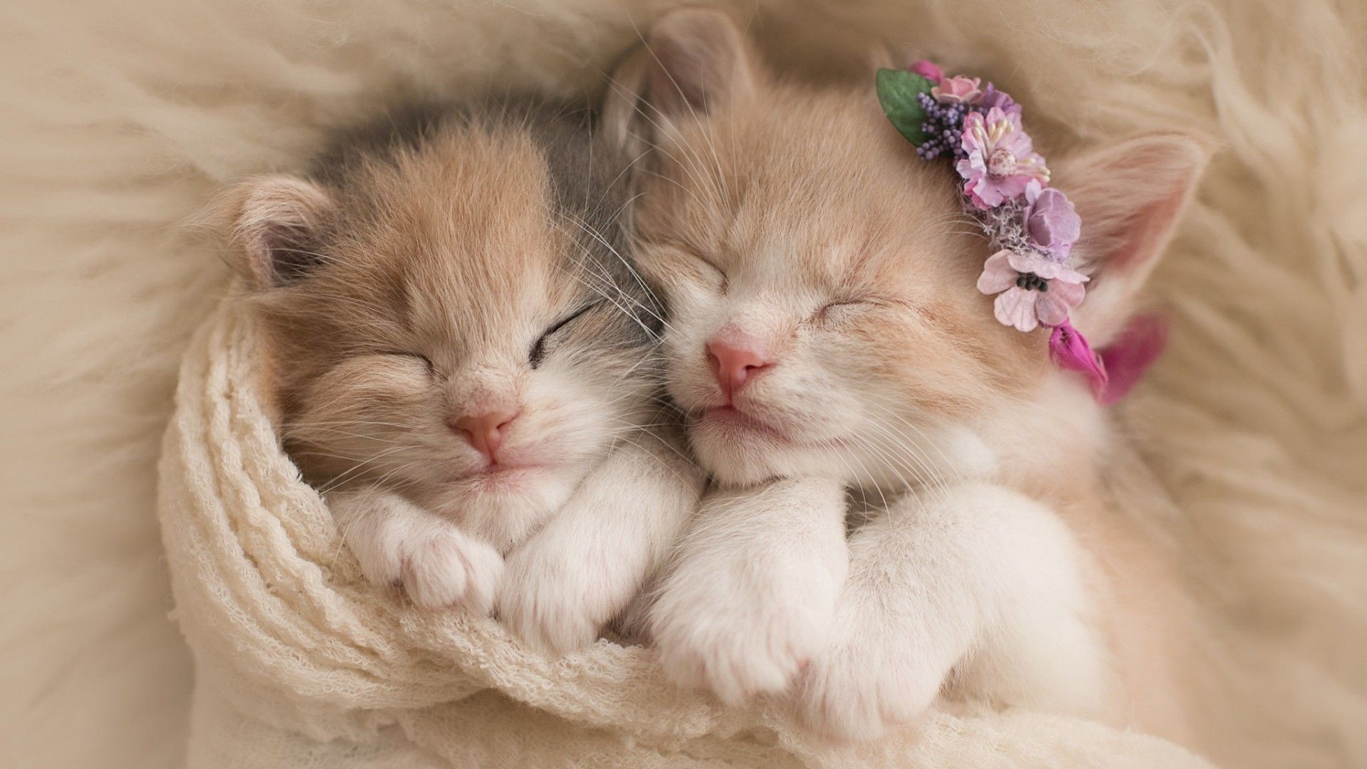 Very Cute Kittens Wallpapers