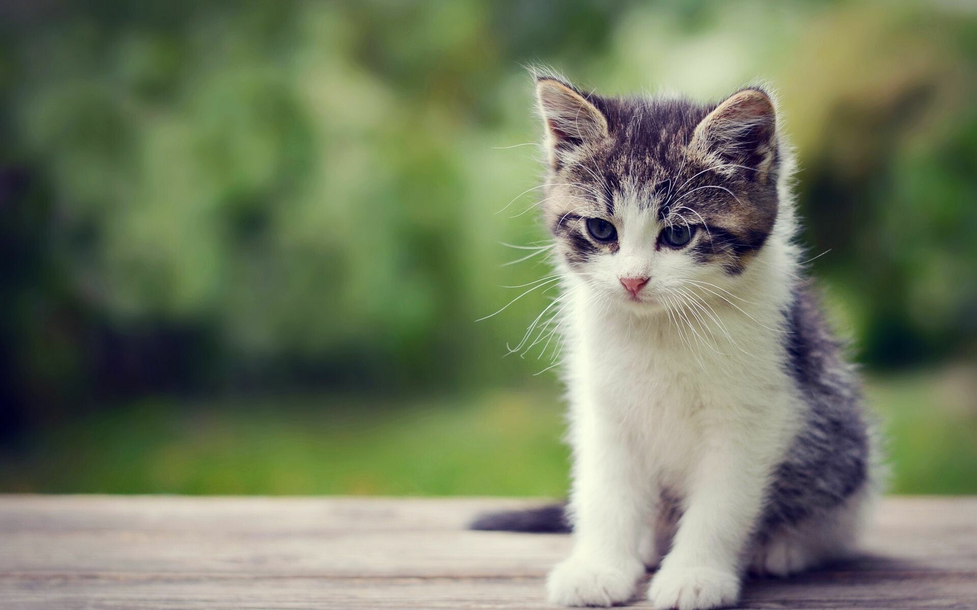 Very Cute Kittens Wallpapers