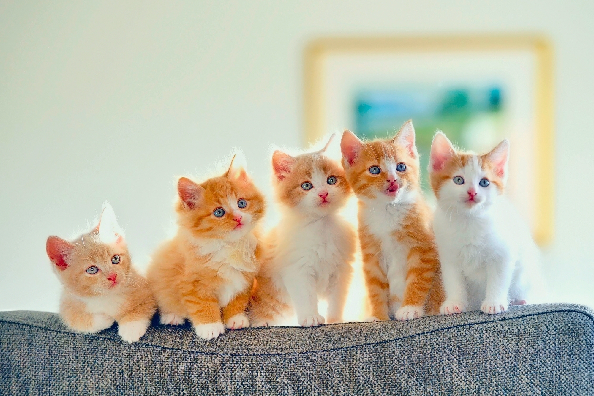 Very Cute Kittens Wallpapers