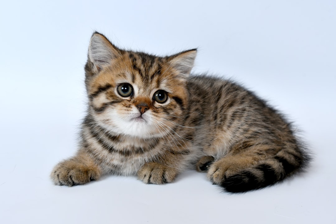 Very Cute Kittens Wallpapers