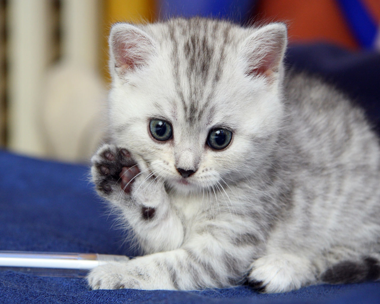 Very Cute Kittens Wallpapers