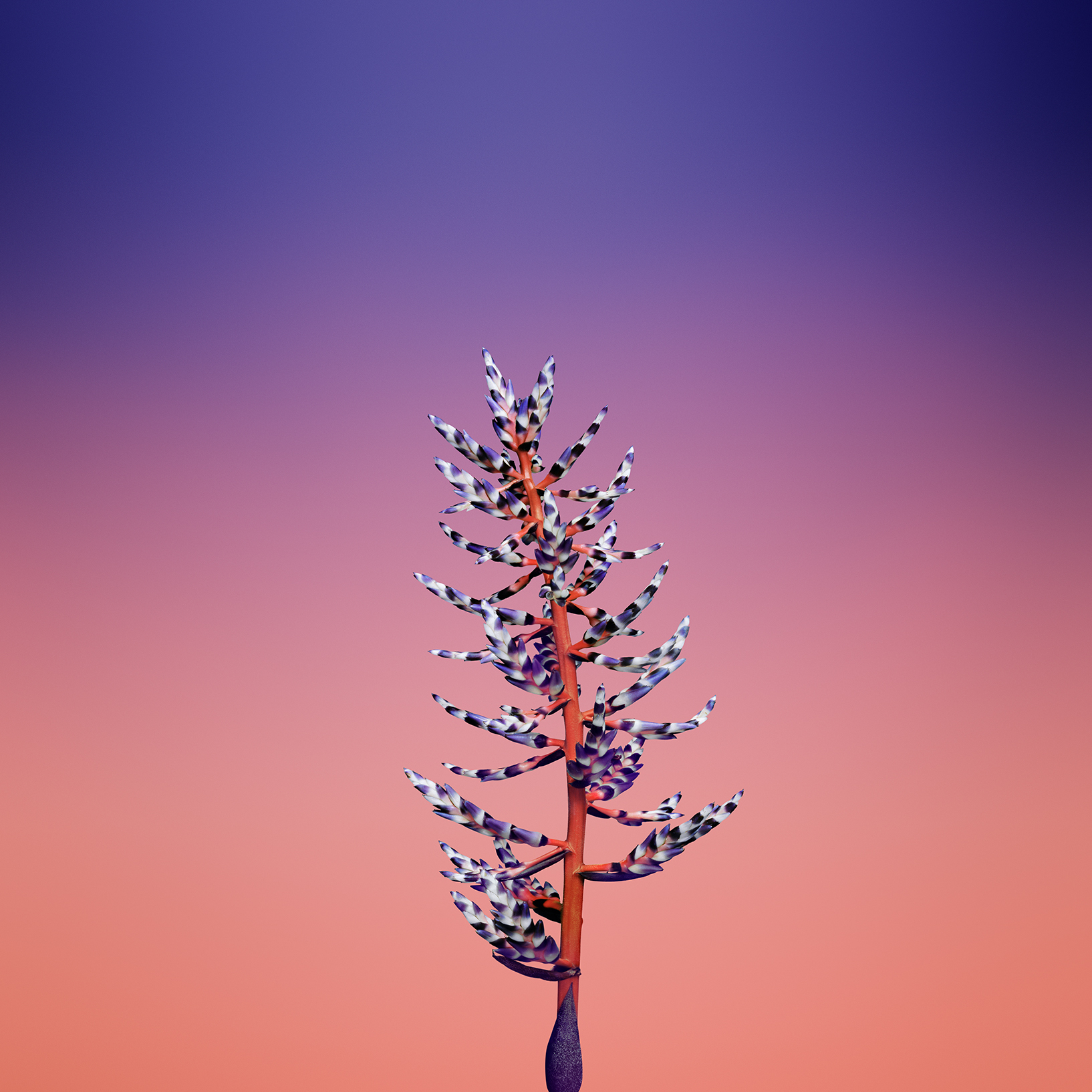 Vibrant Iphone Wallpapers